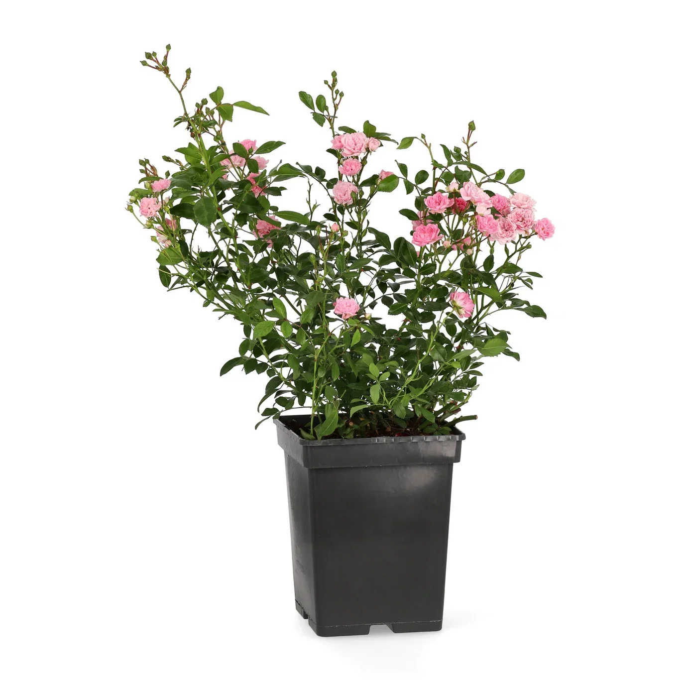 Rosa 'The Fairy' 3L