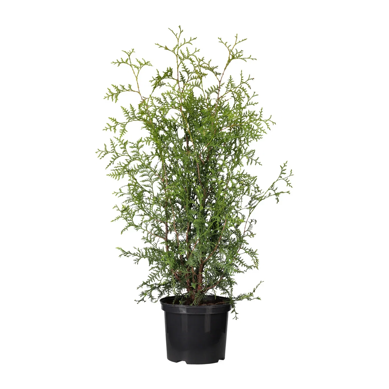 Tuja 'Brabant'