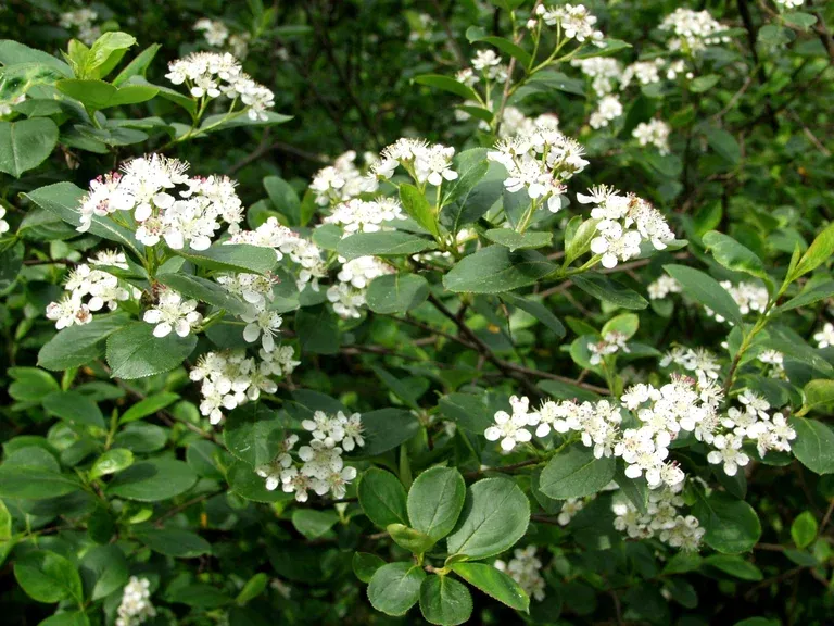 Slånaronia 'Viking'