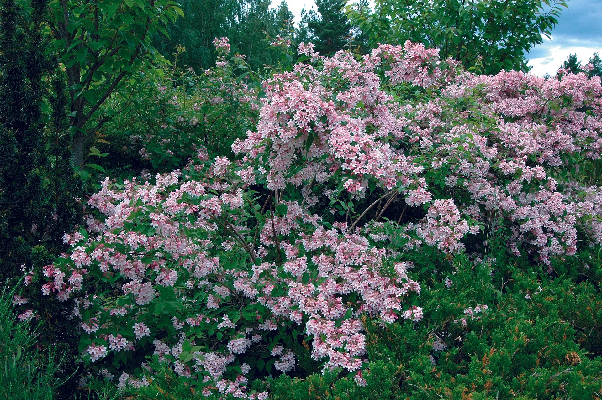 Kolkwitzia amabilis 4,5L