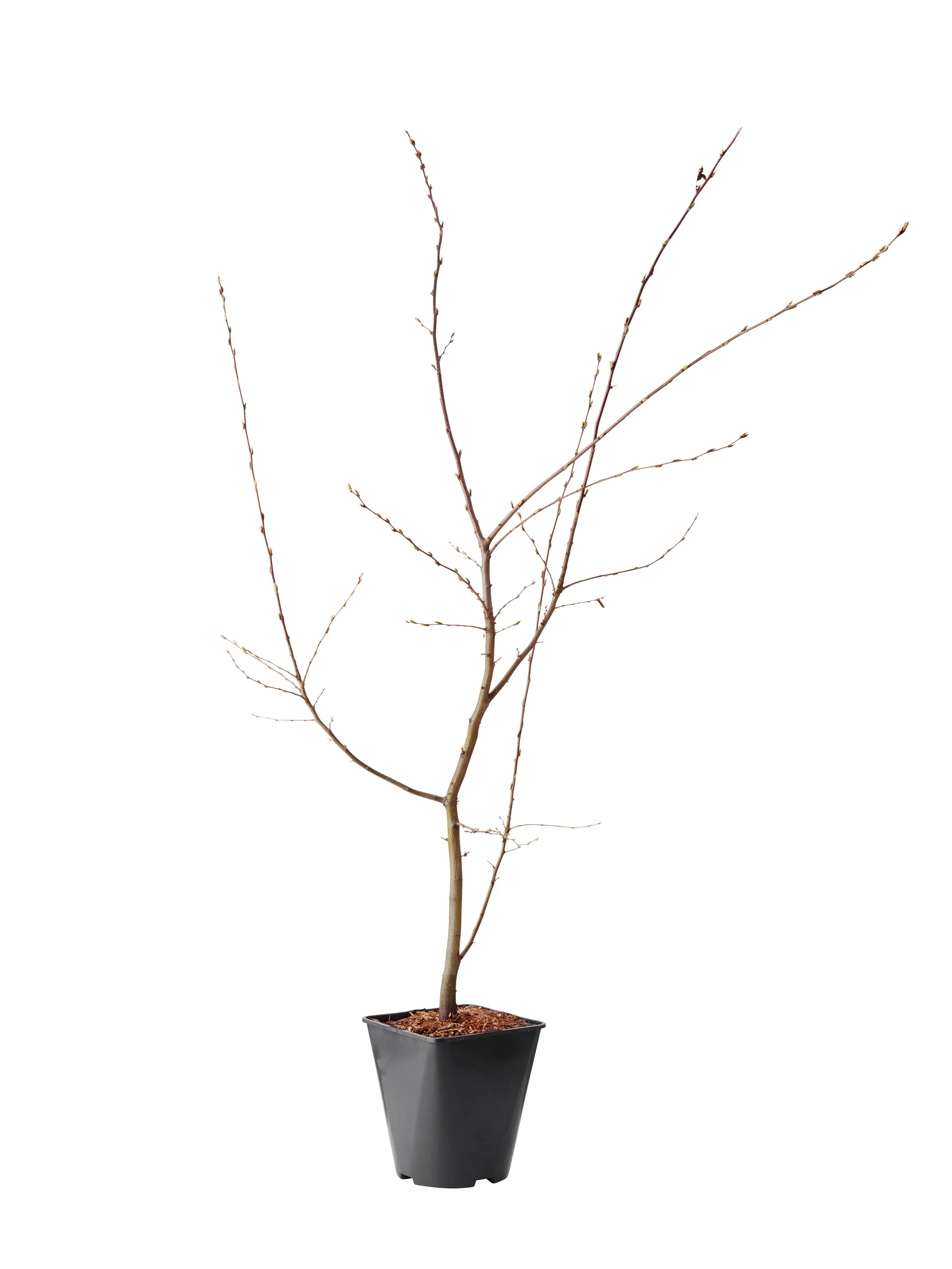 Carpinus betulus 60-80cm 4,5L