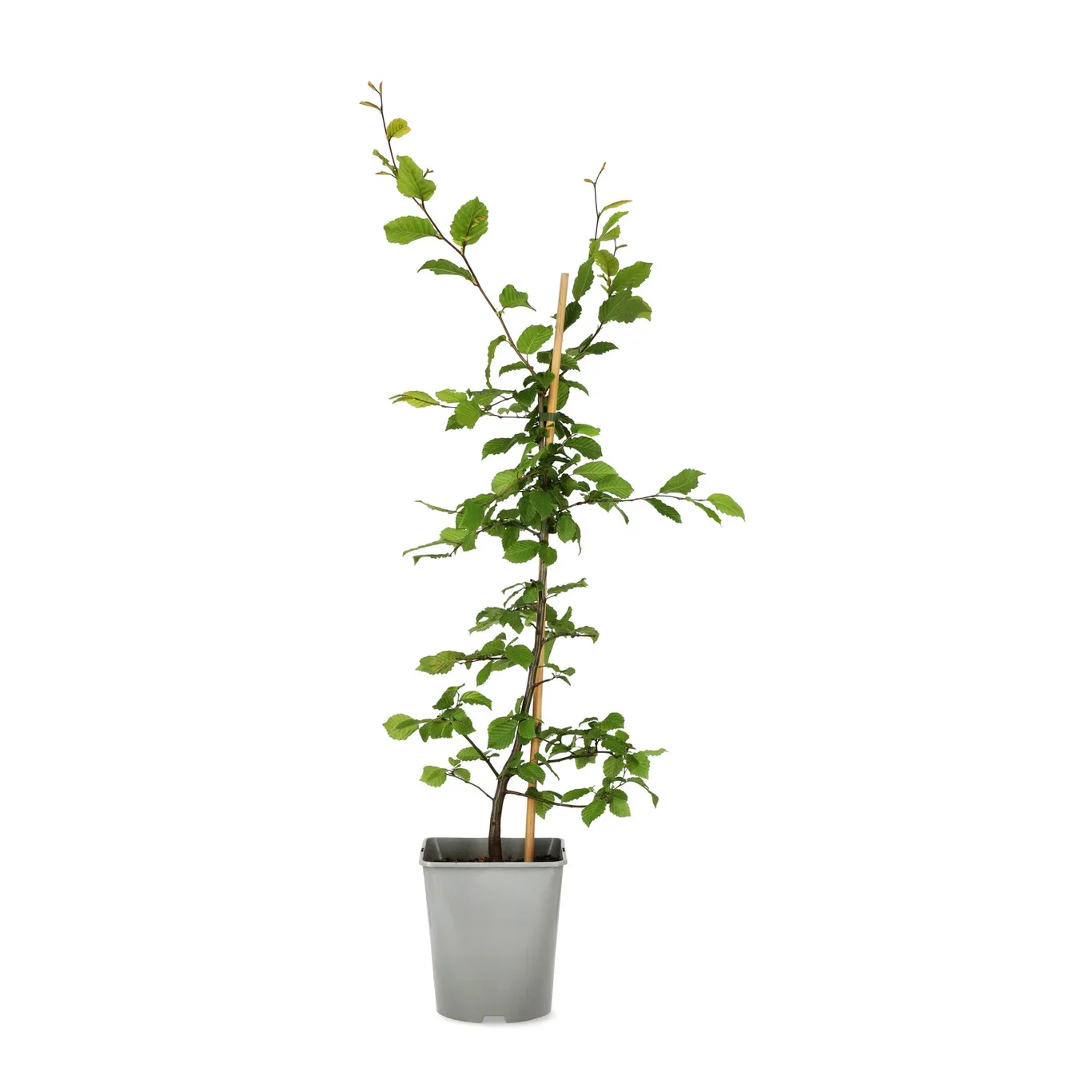 Carpinus betulus 60-80cm 4,5L