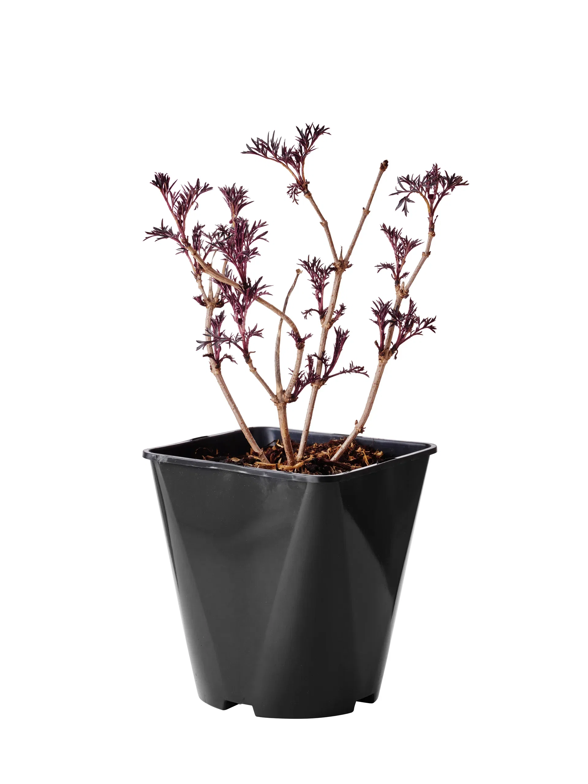 Purpurfläder BLACK LACE