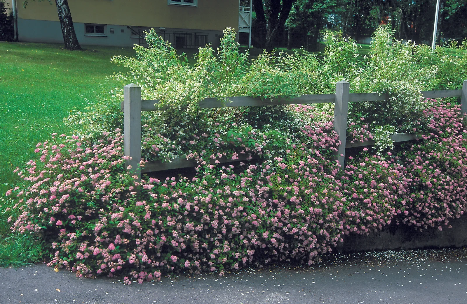 Praktspirea 'Little Princess'