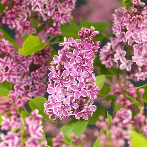 Syringa vulgaris 'Sensation' 4,5L