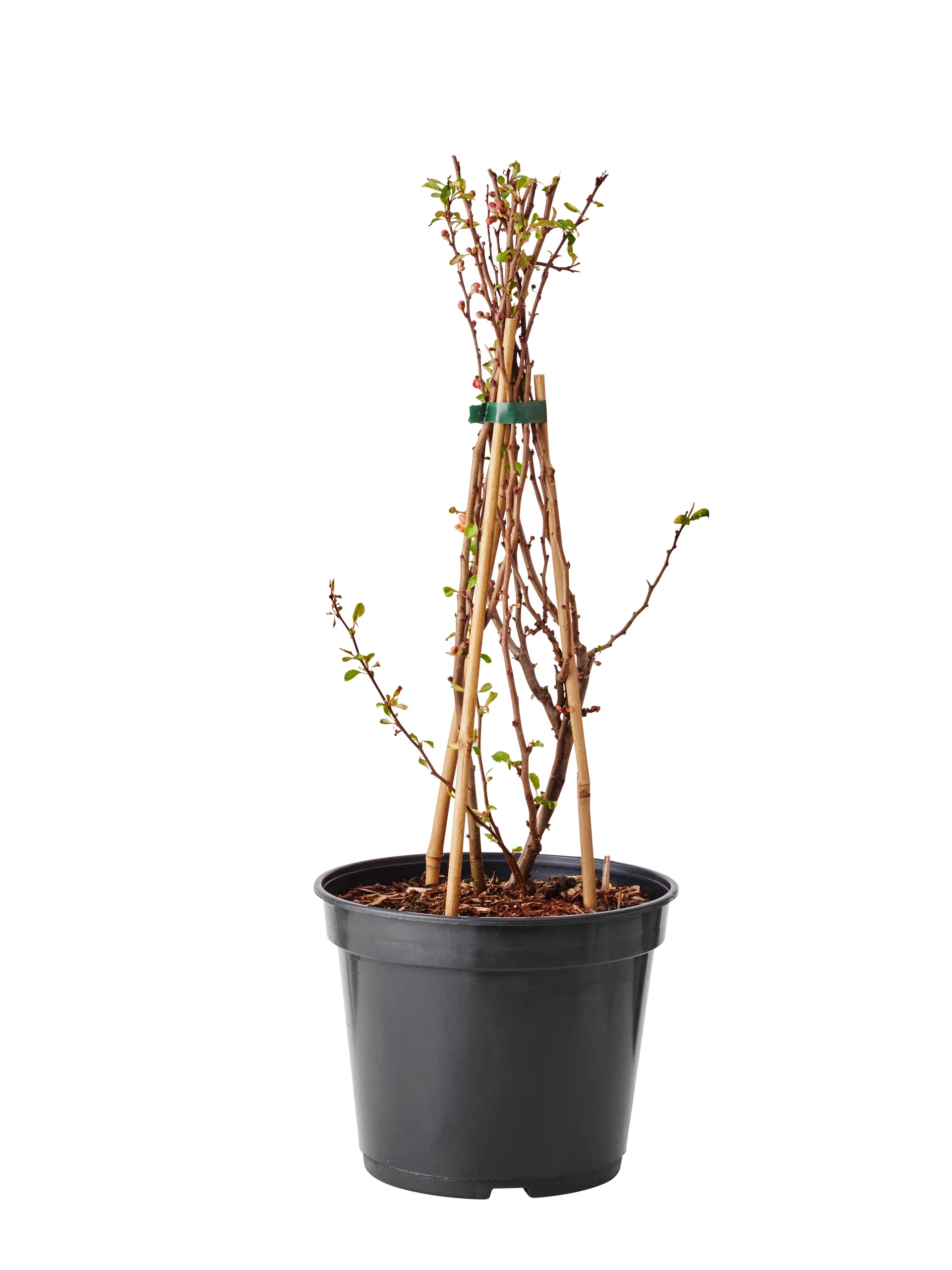 Liten rosenkvitten