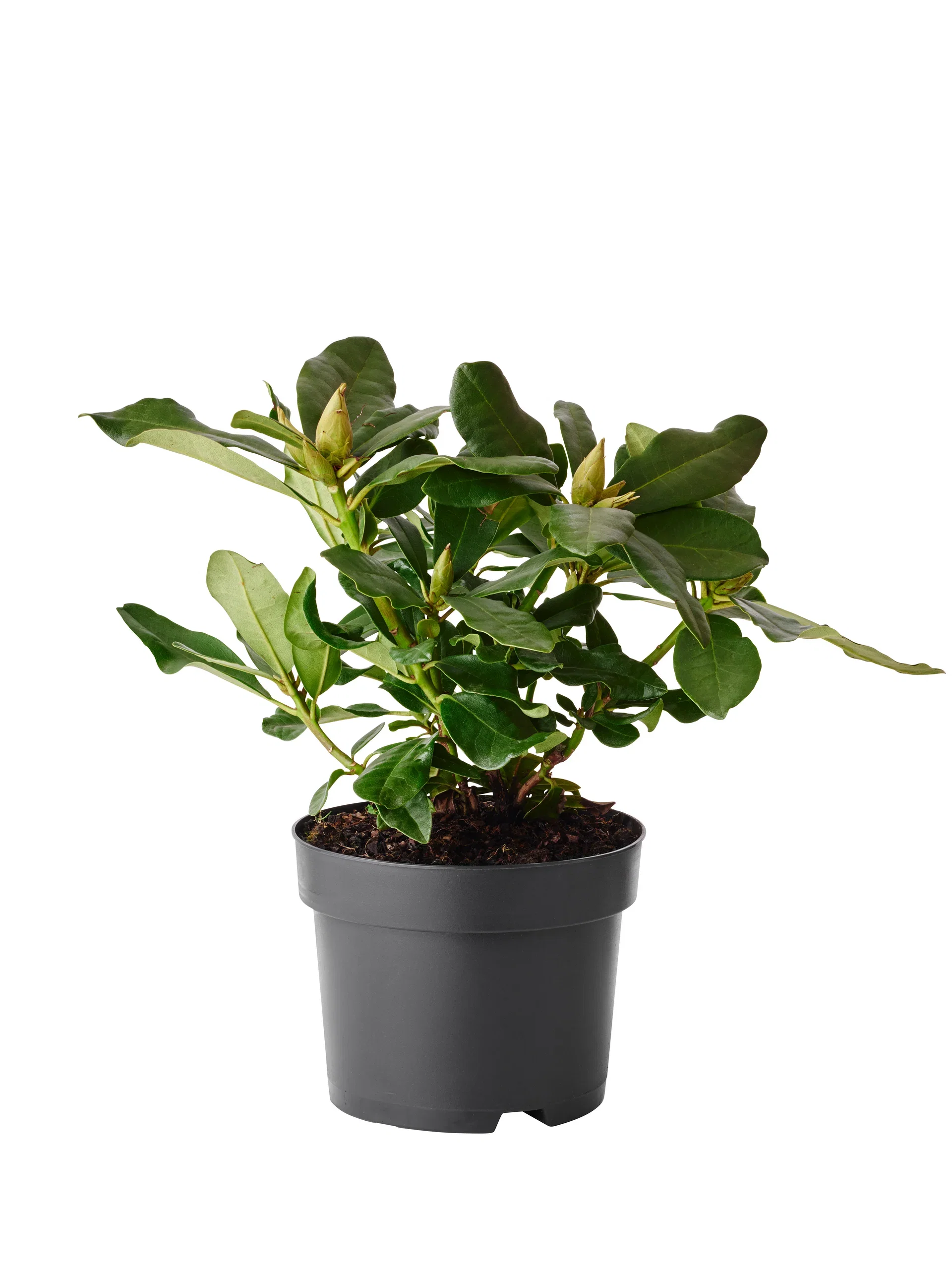 Rhododendron hybr.'Cunningham's White' 17cm