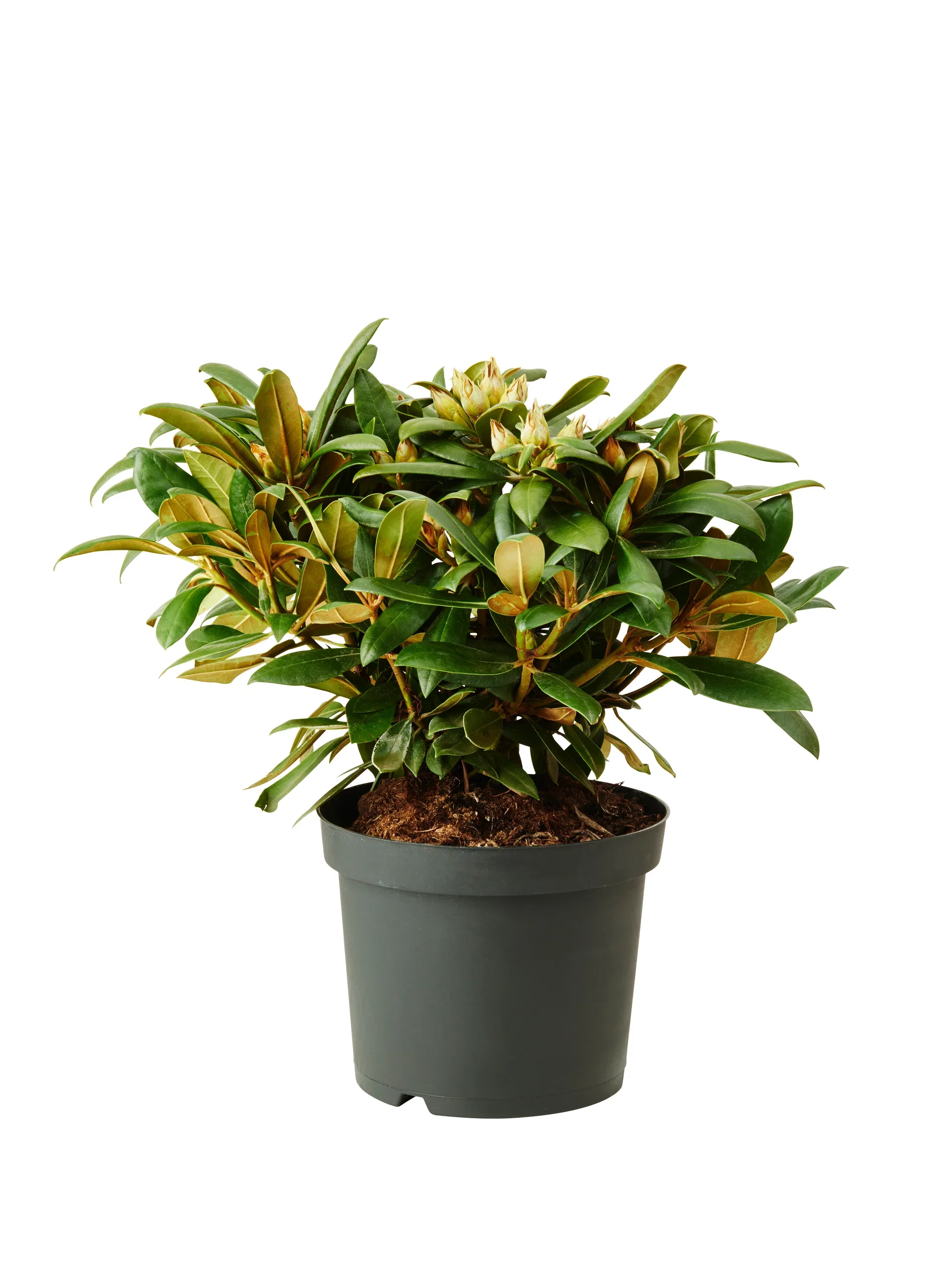 Yakushimanum-rododendron 'Hachmann’s Polaris'