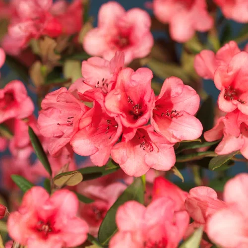 Griersonianum-rododendron 'Winsome'