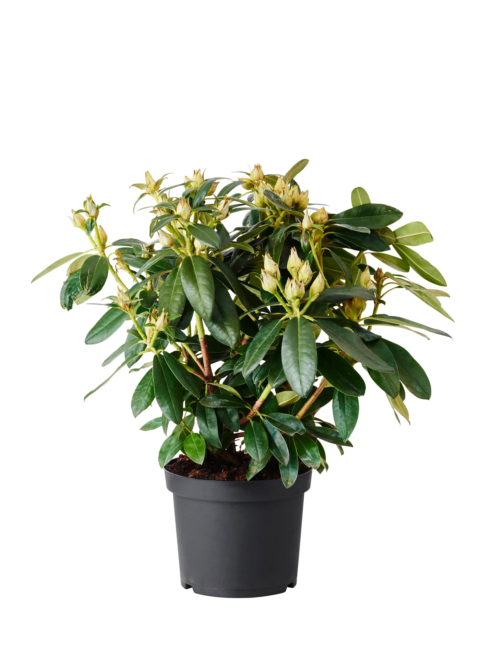 Yakushimanum-rododendron 'Percy Wiseman'