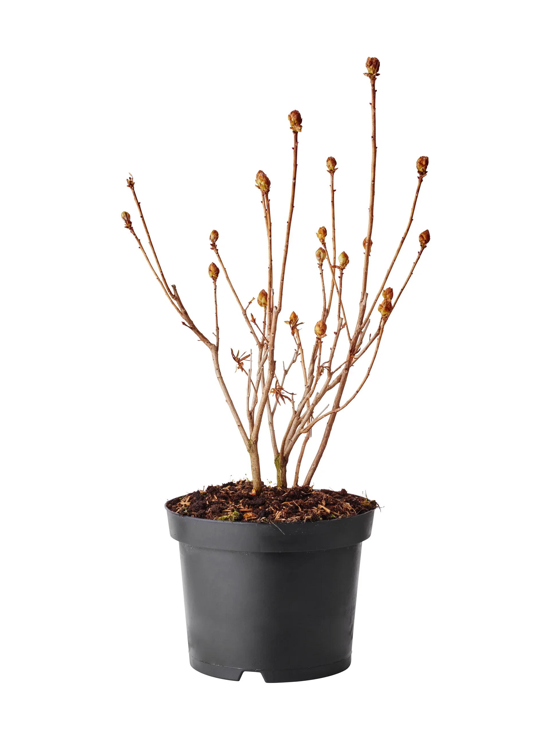 Rhododendron 'Koster's Brilliant Red' 23cm