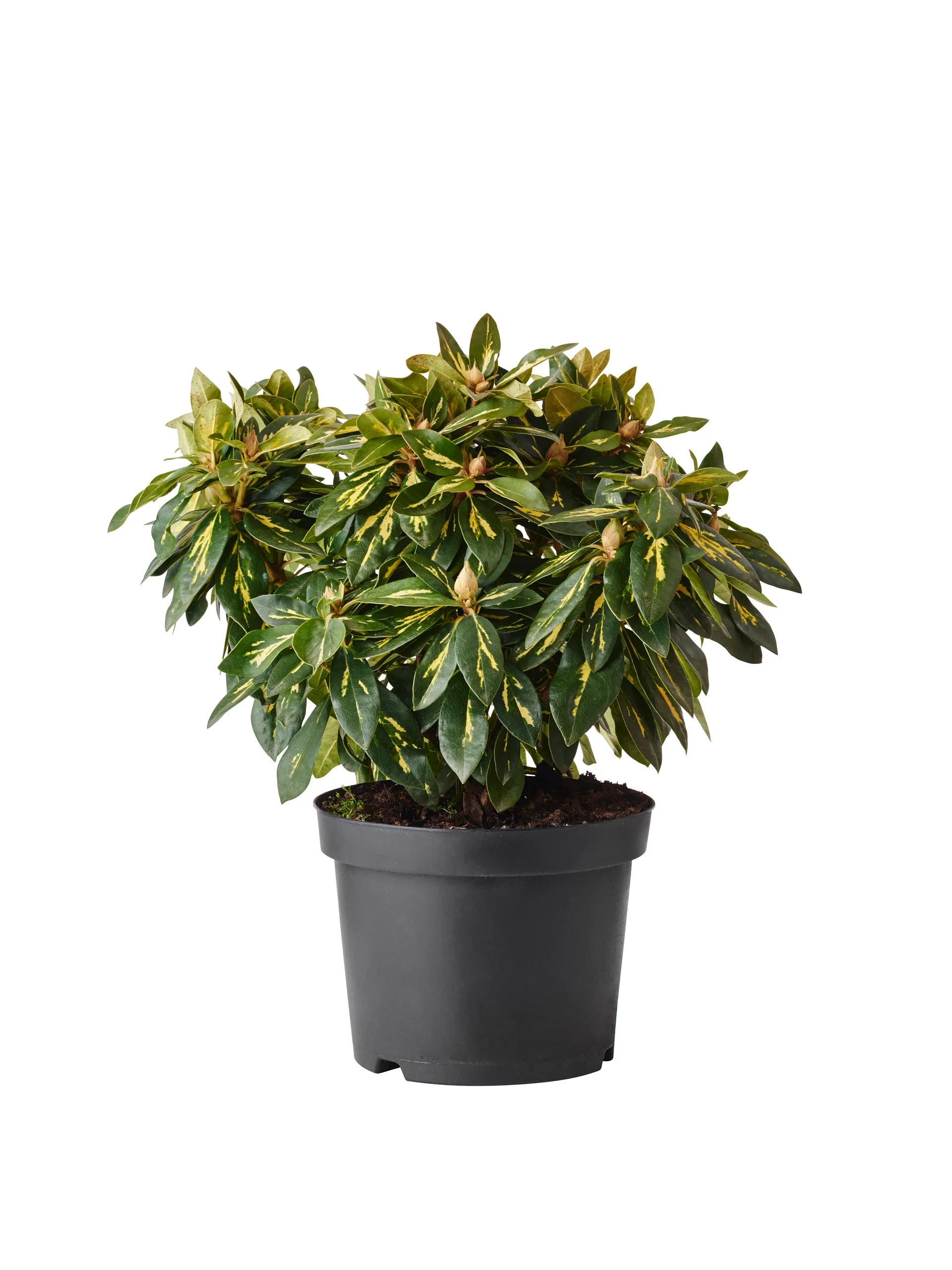 Ponticum-rododendron 'Goldflimmer'