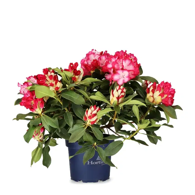 Rhododendron XXL 23cm