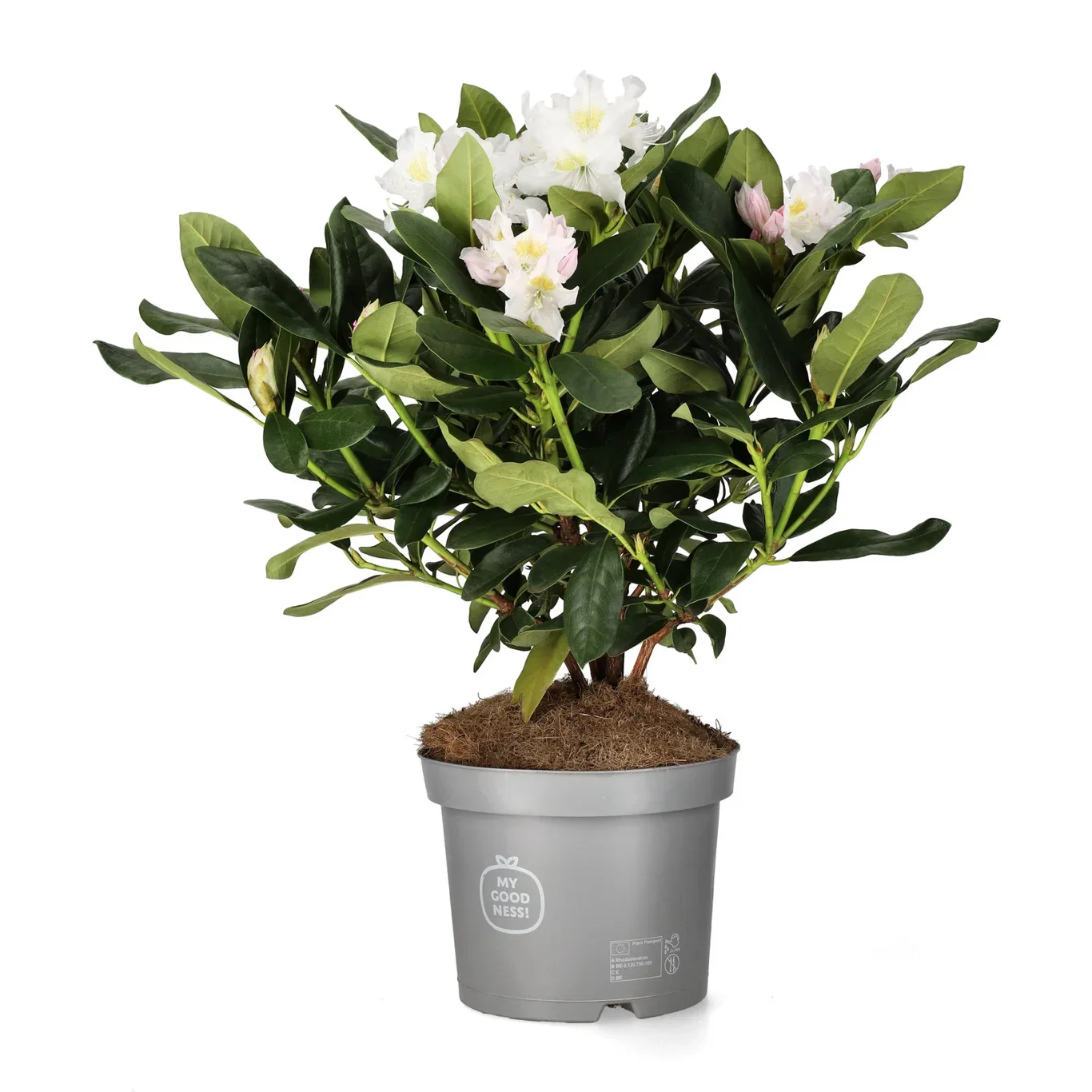 Rododendron 'Cunningham's White'