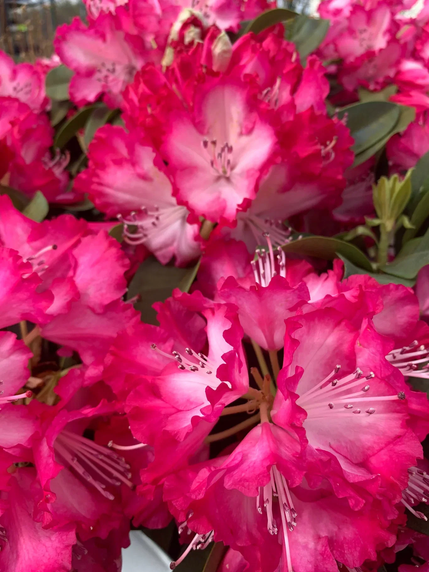 Rododendron XXL