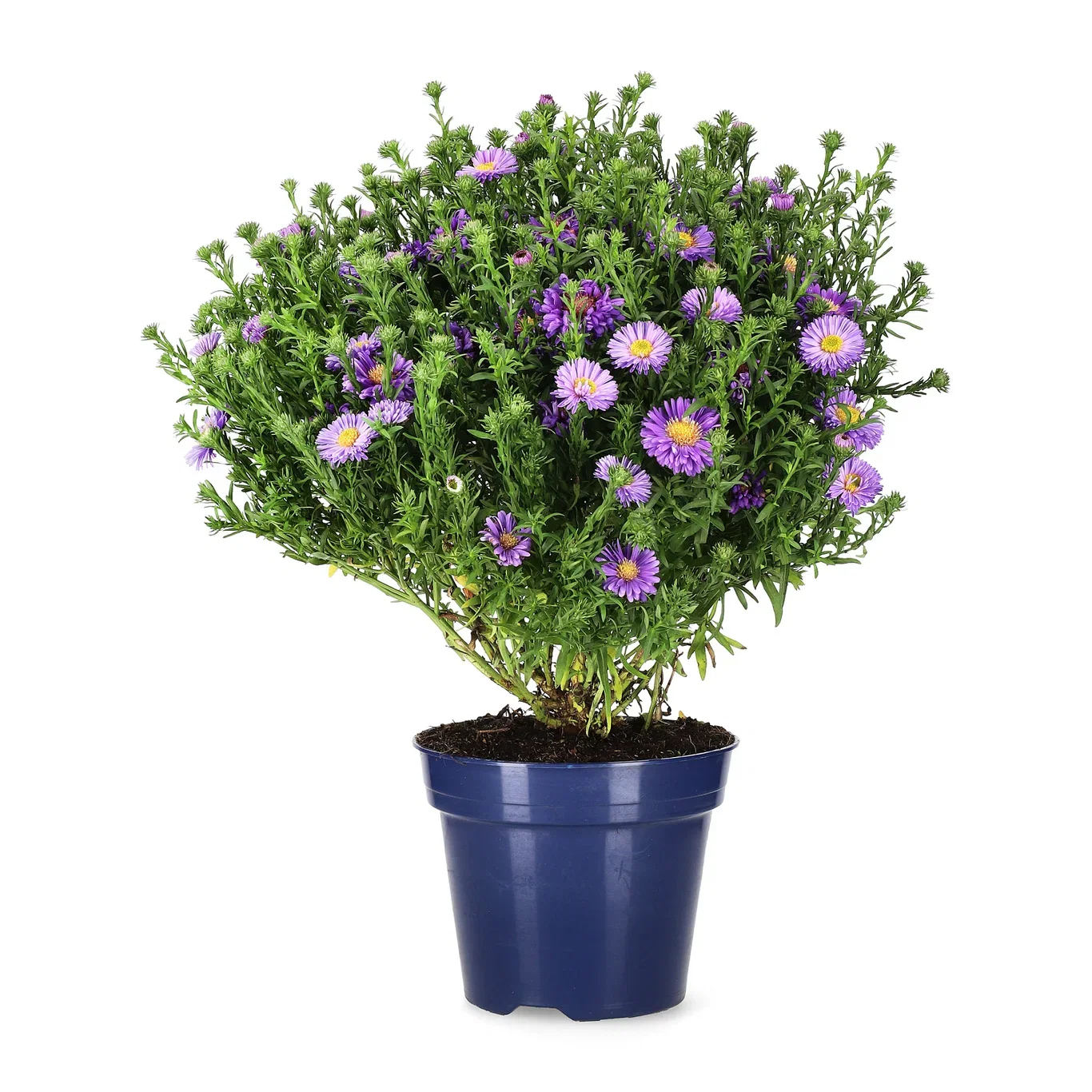 Oktoberaster 'Blue Lapis'