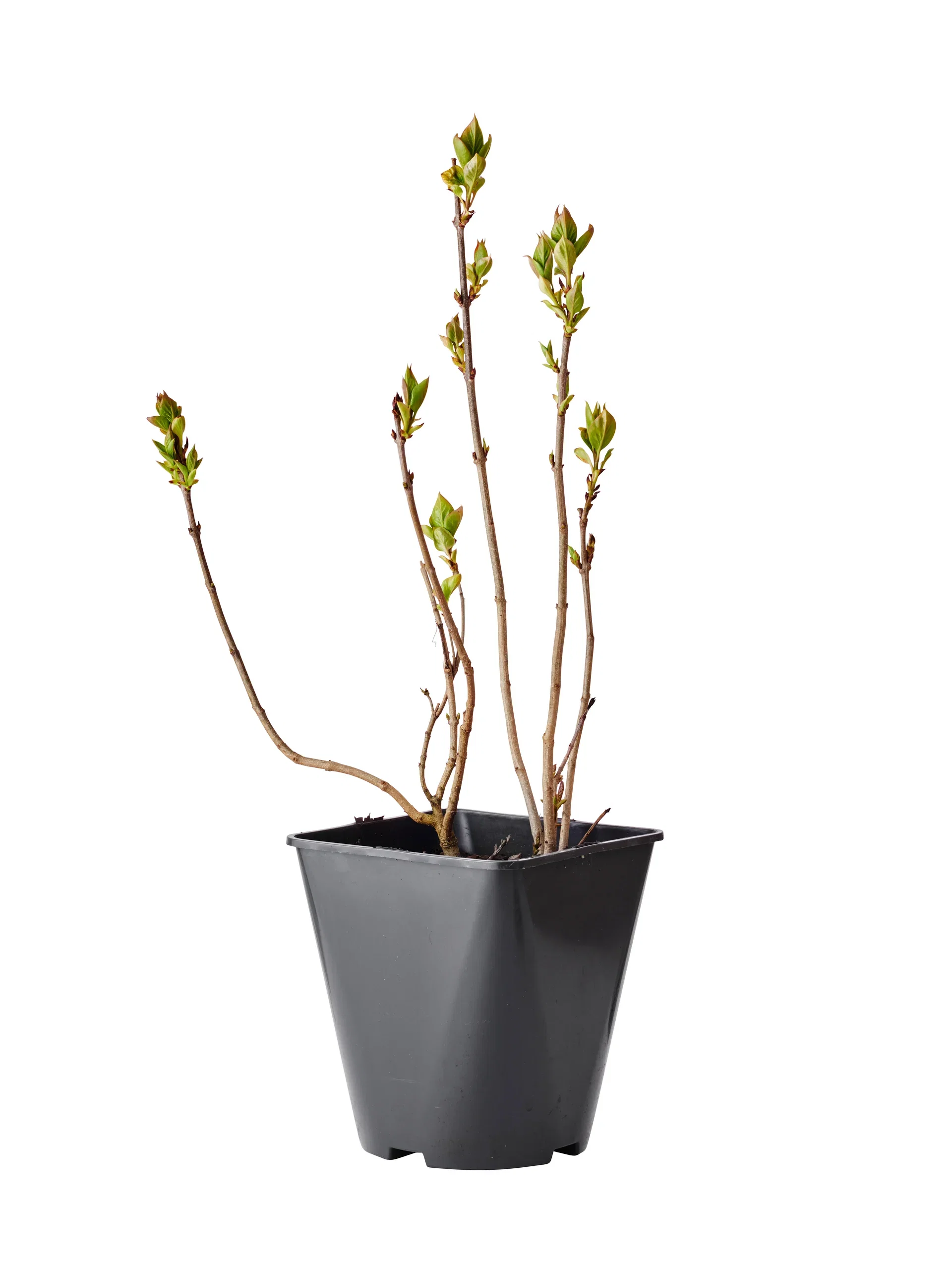 Syringa vulgaris 4,5L