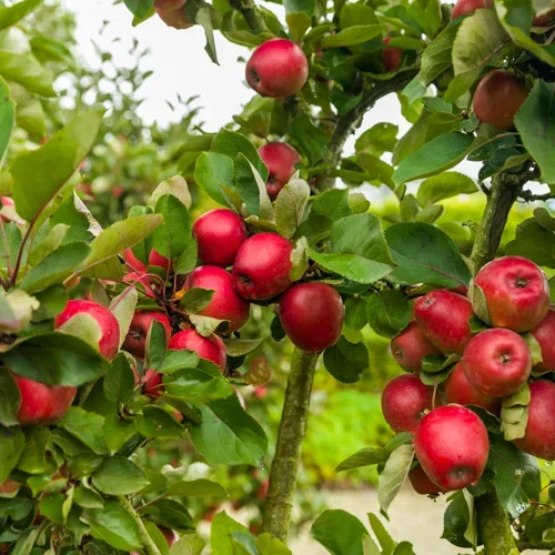 Äpple 'Redcats' MM106