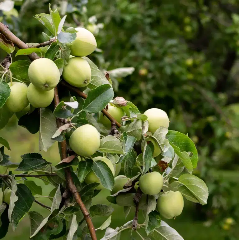 Äpple 'Transparente Blanche' A2