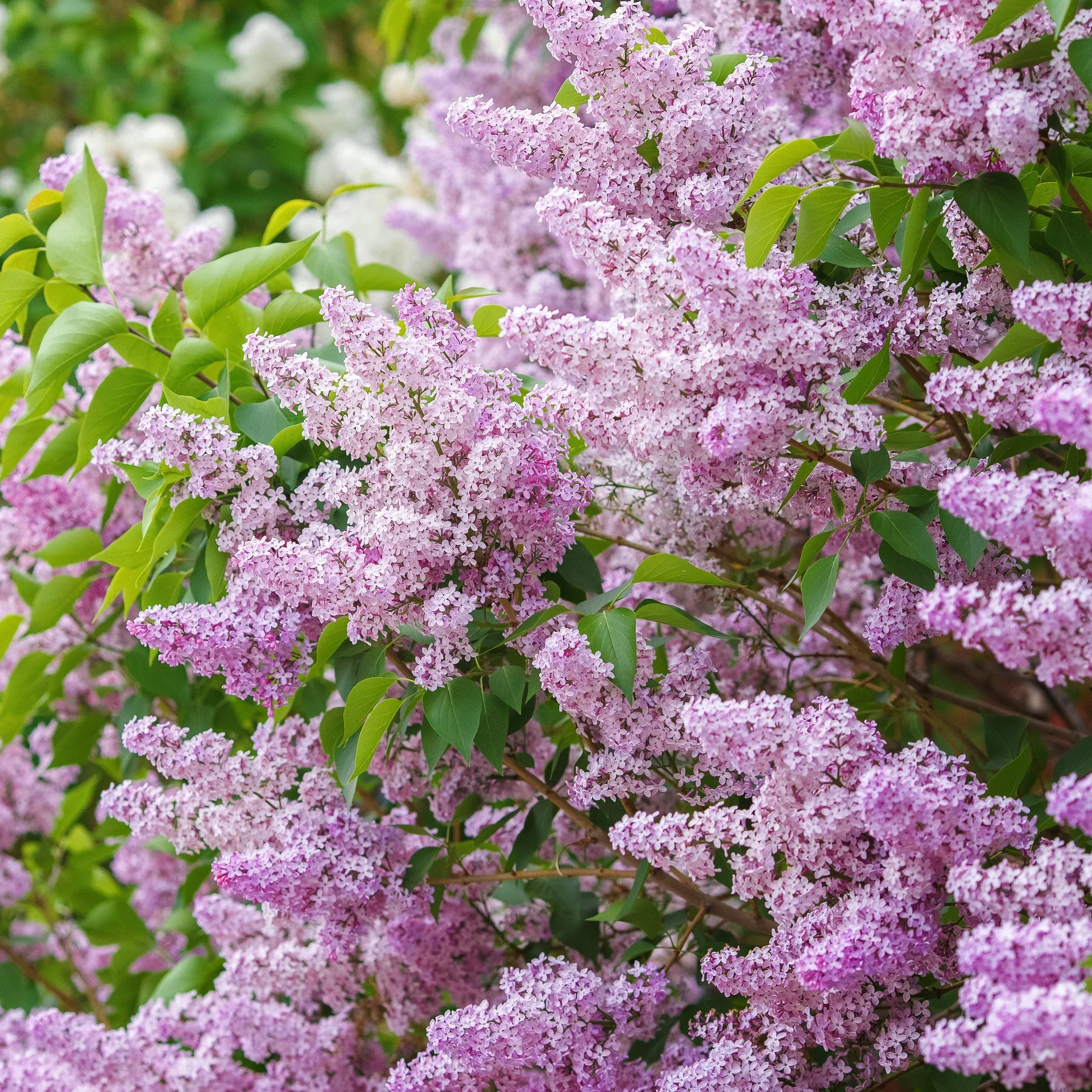 Syringa vulgaris 7,5L