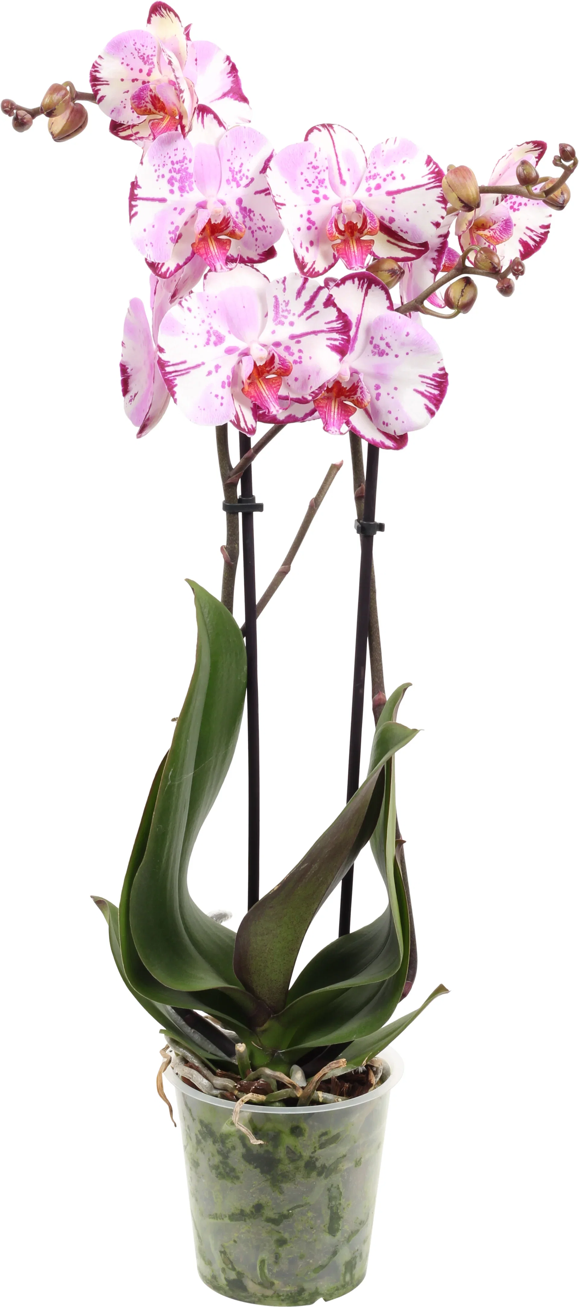 Phalaenopsis