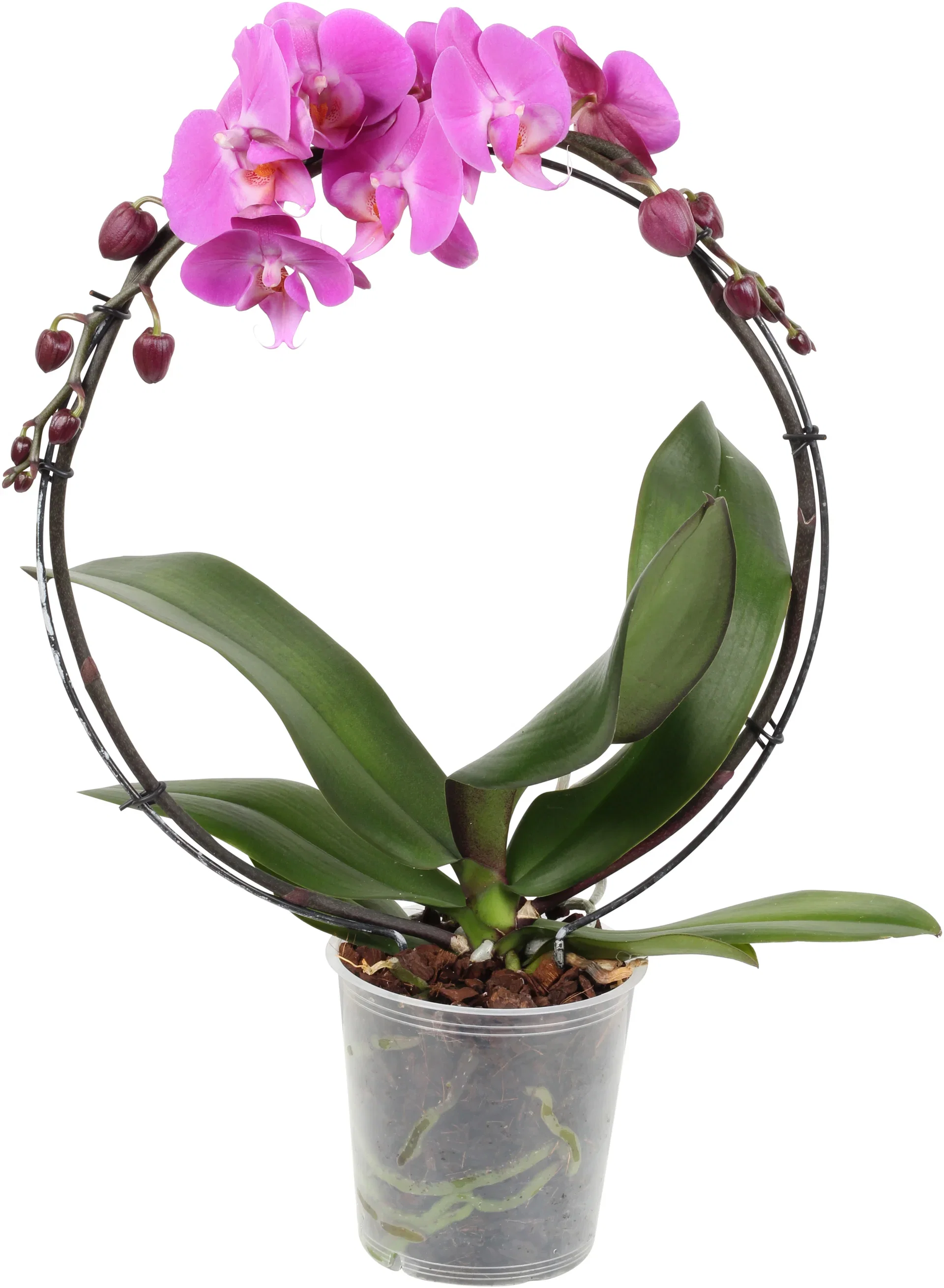 Brudorkidé på båge