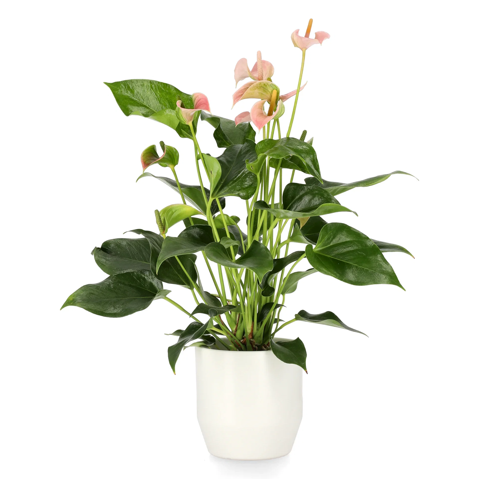 Rosenkalla