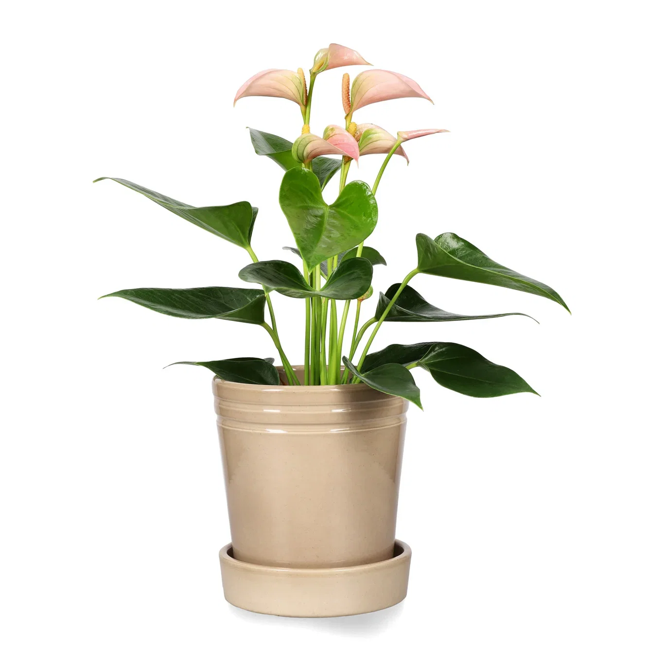 Rosenkalla