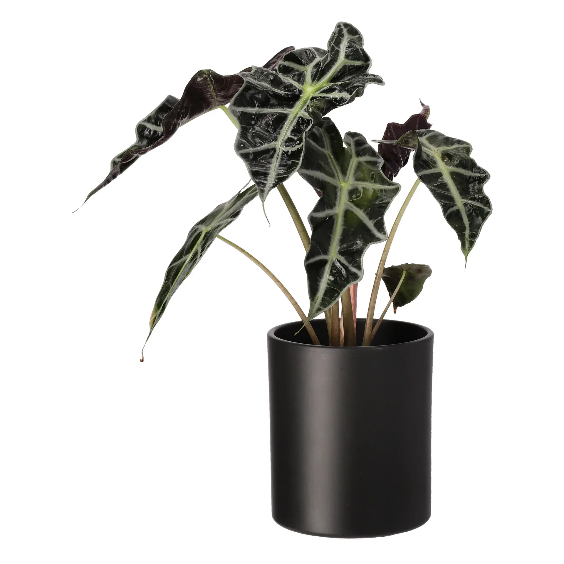 Alocasia 'Dwarf Amazonica' 11 cm