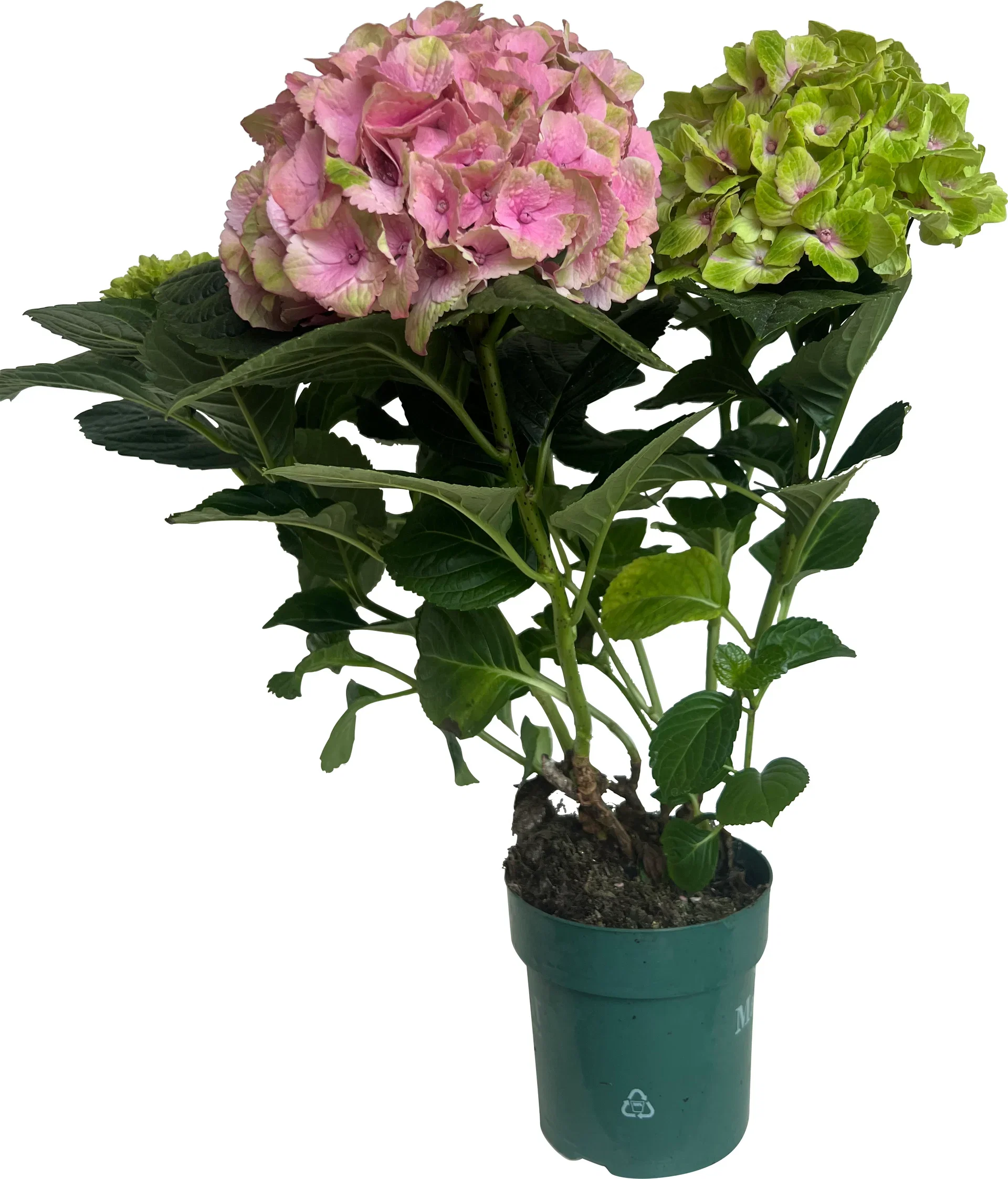 Hydrangea 'Magical' 14 cm