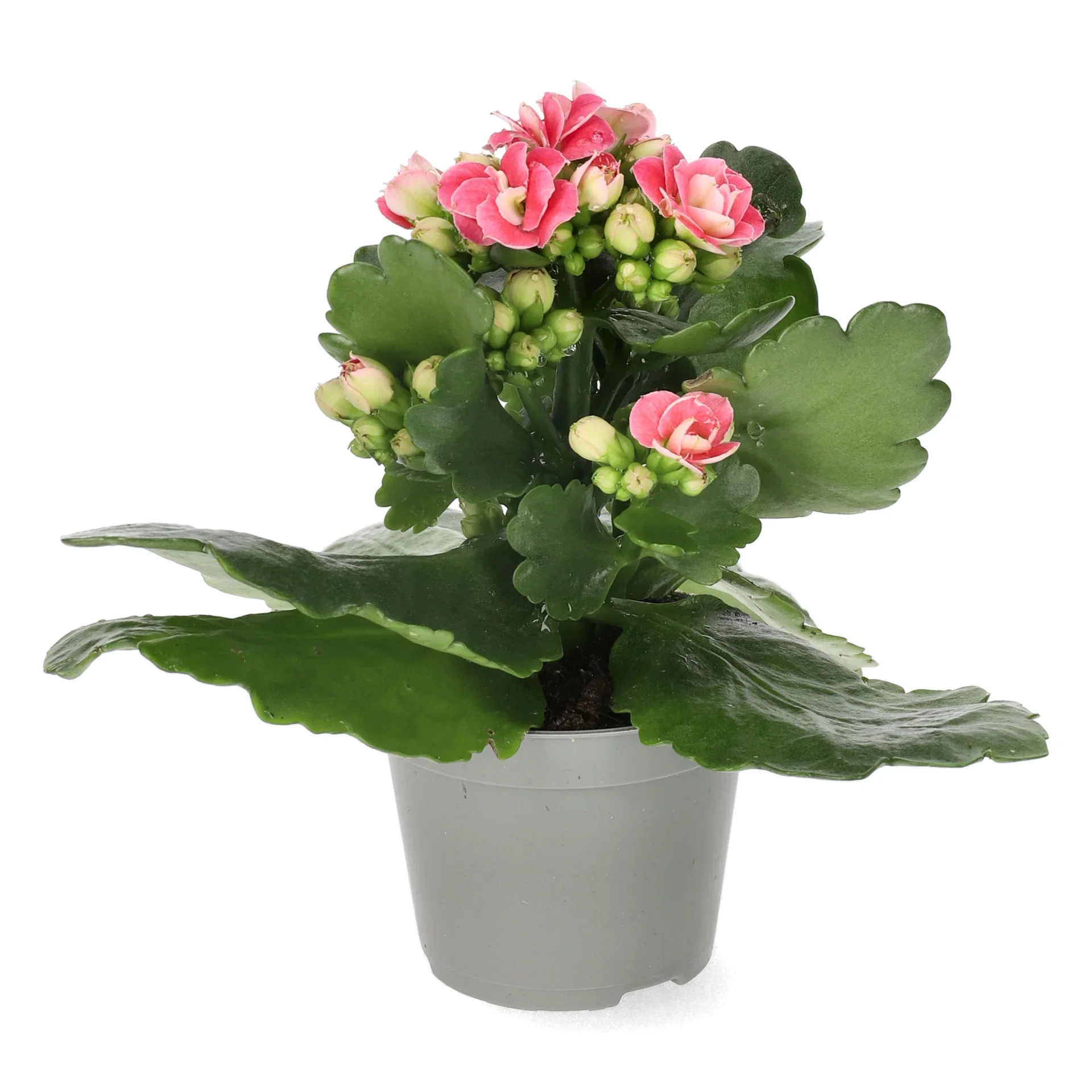 Kalanchoe mini