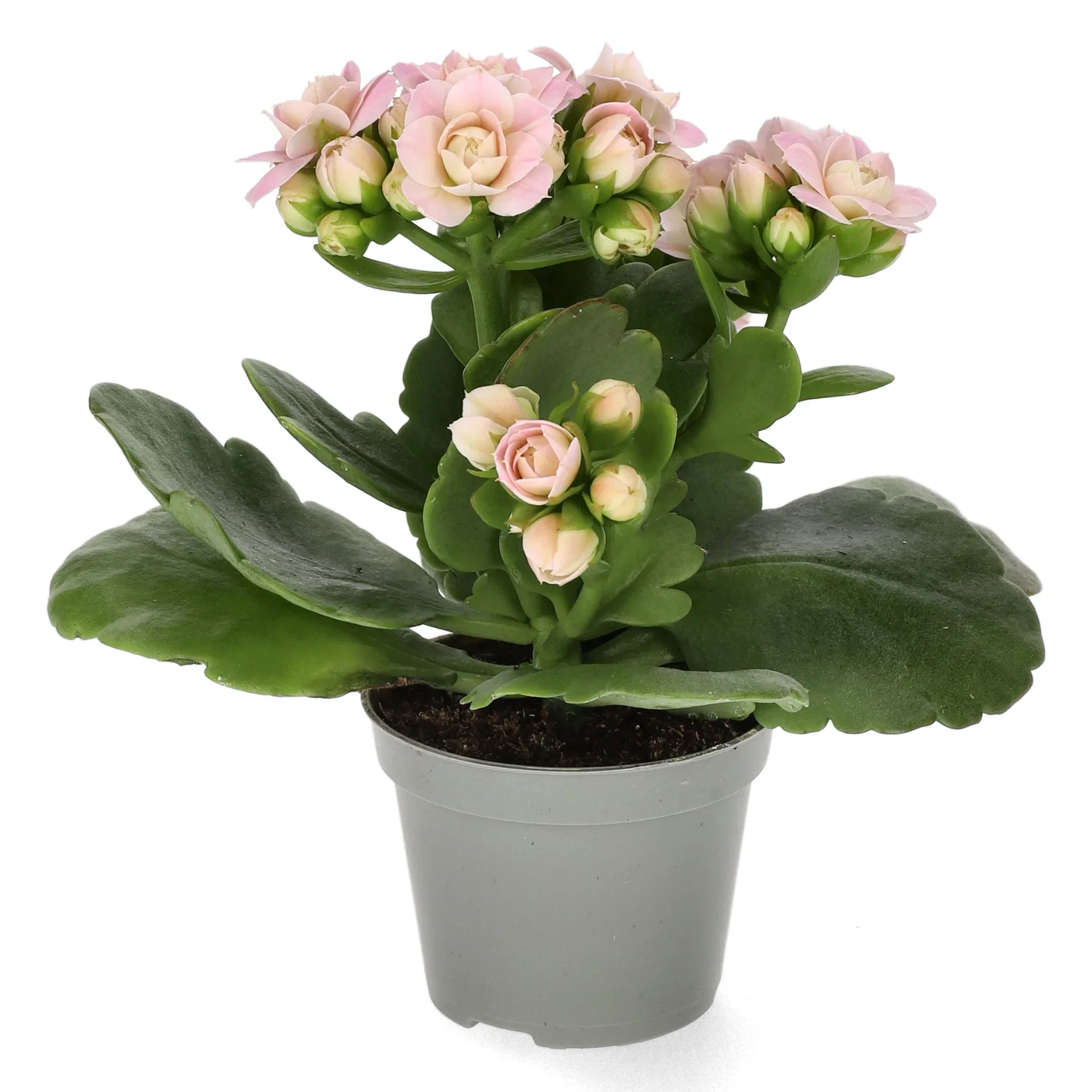 Kalanchoe mini Light Pink 6 cm