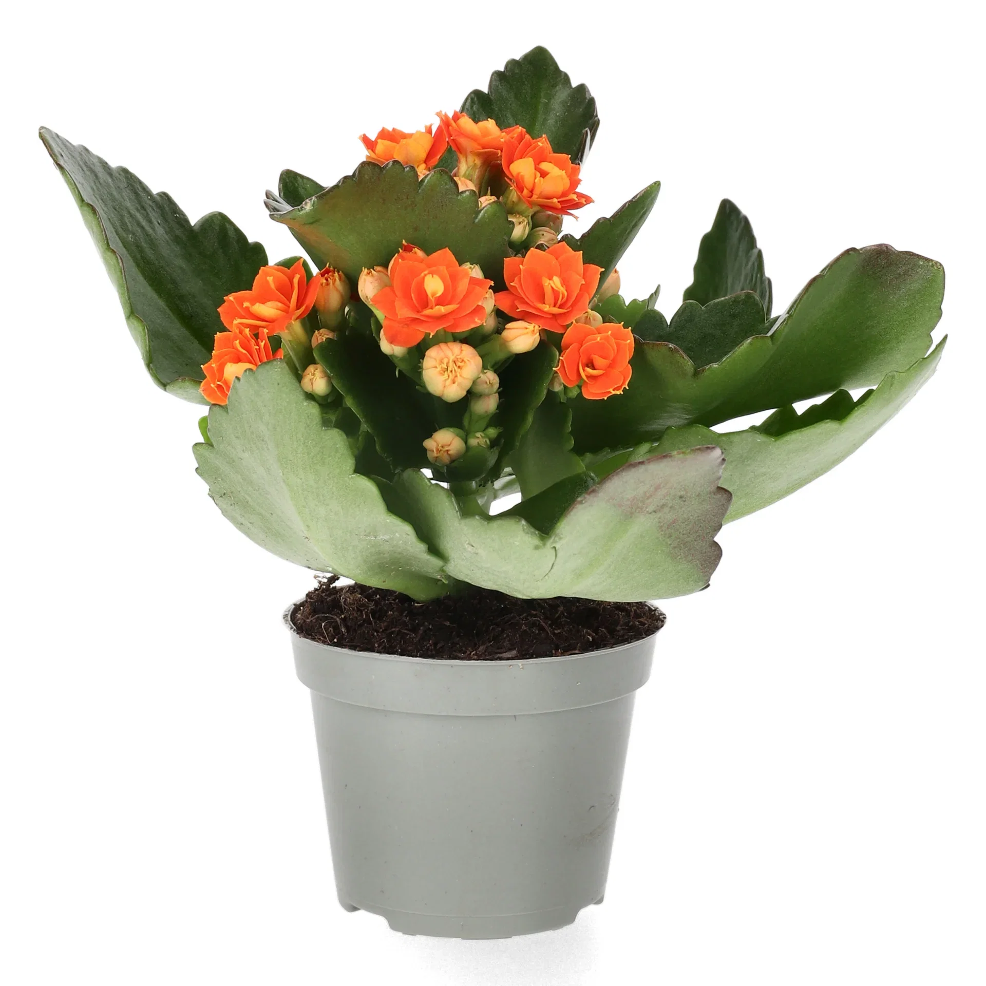 Kalanchoe mini Orange 6 cm