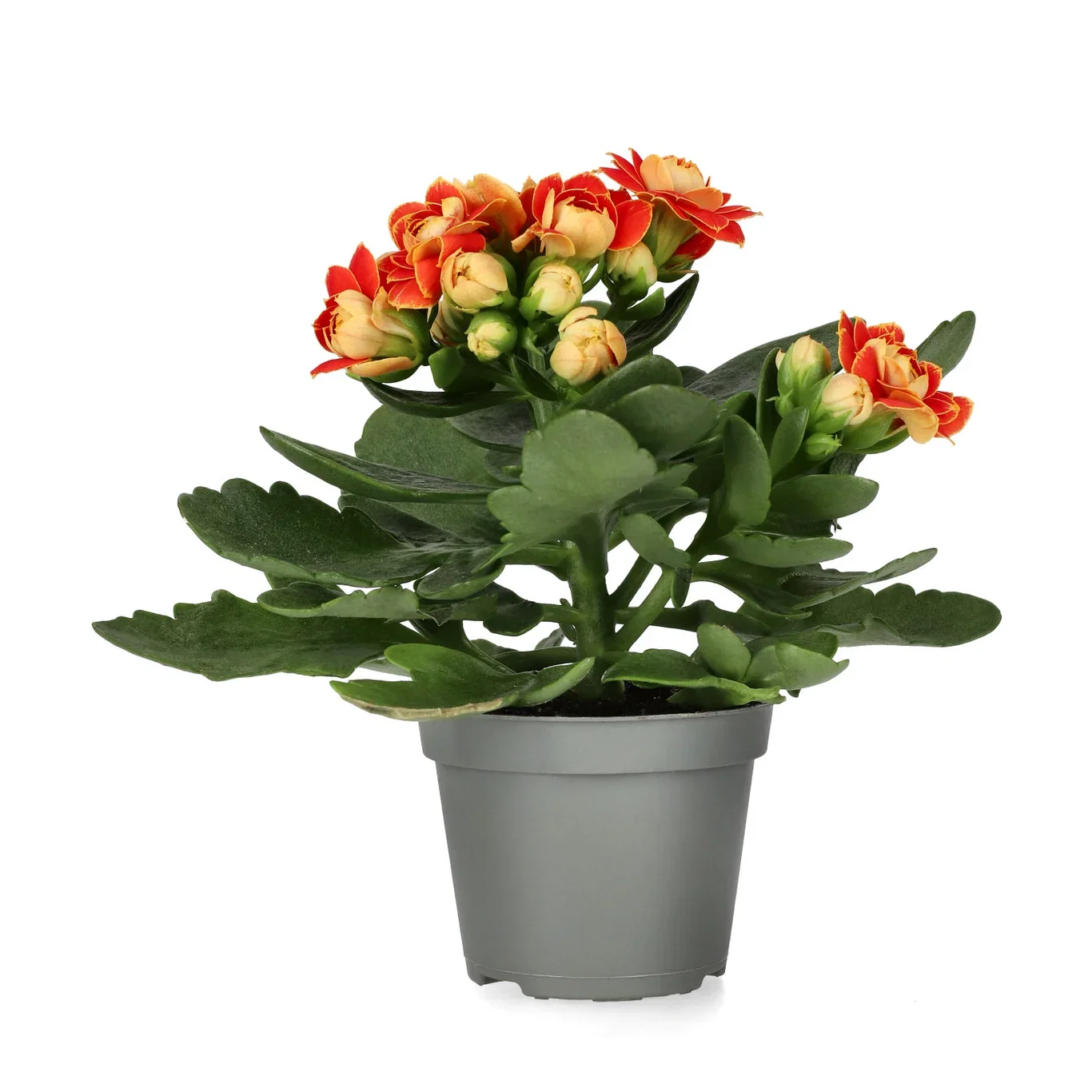 Kalanchoe mini Orange 6 cm