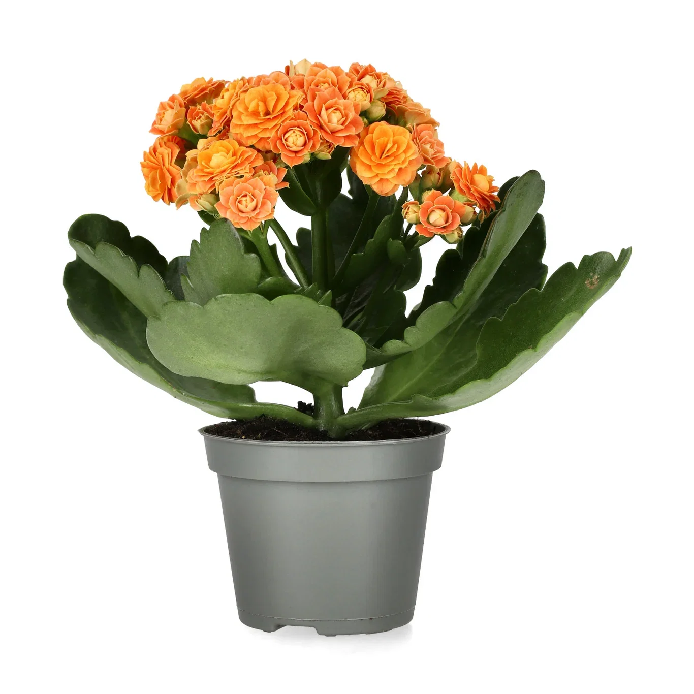 Kalanchoe mini Orange 6 cm