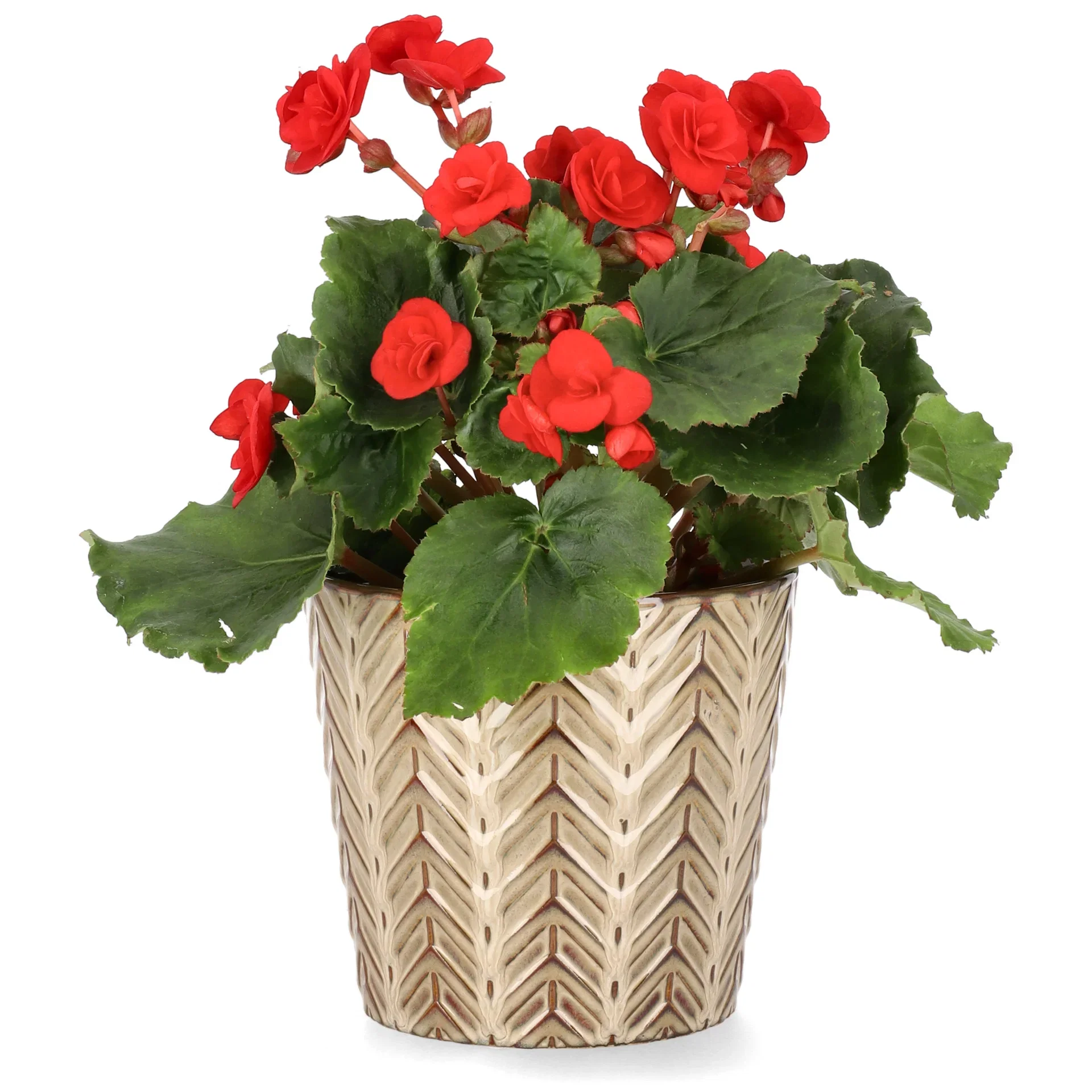 Begonia