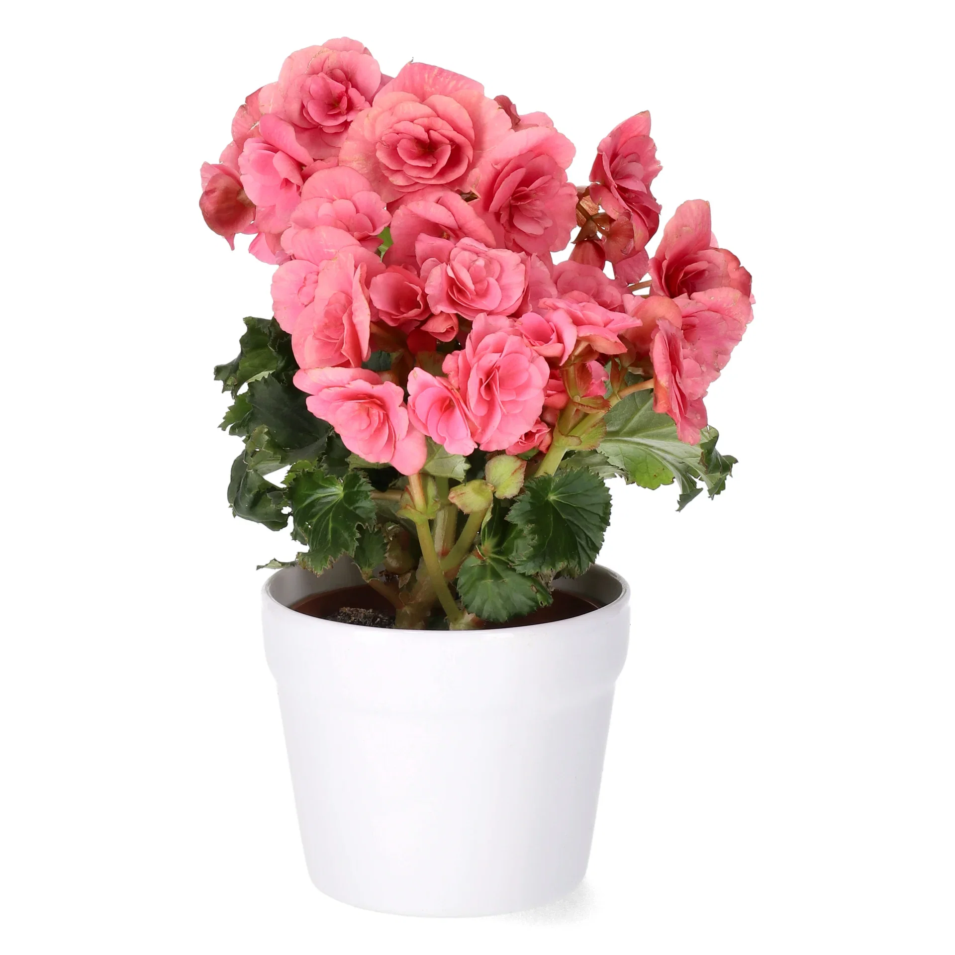 Begonia
