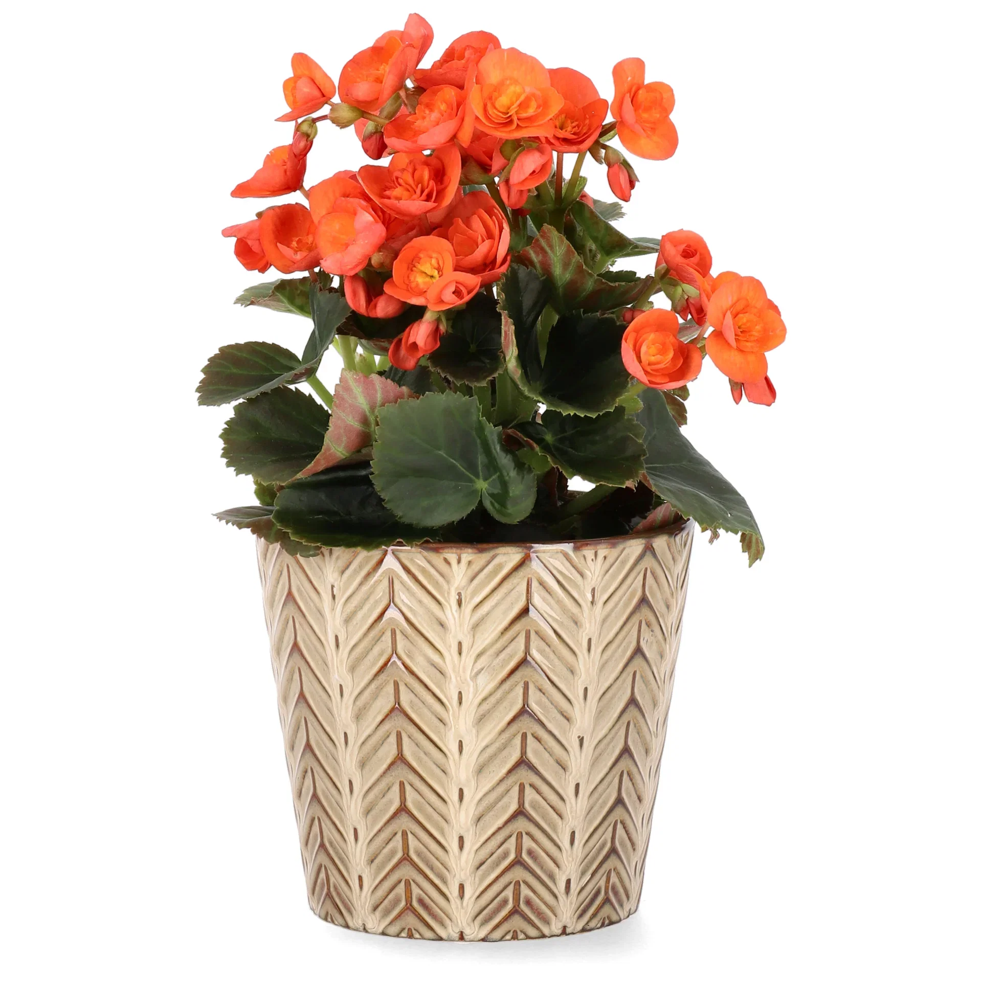 Begonia