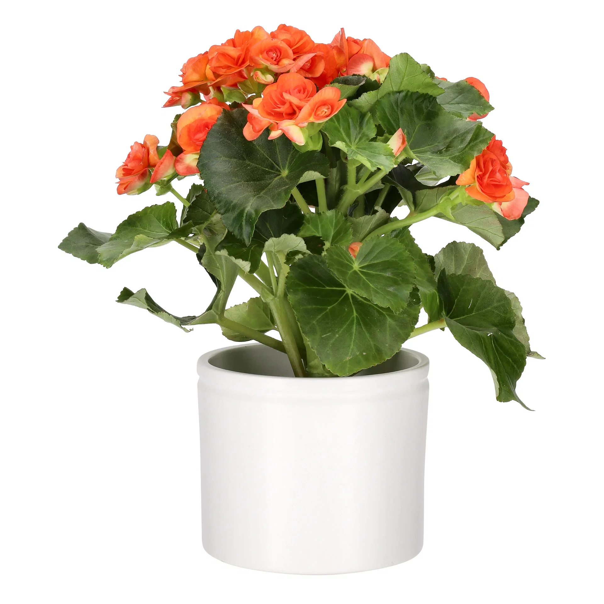 Begonia
