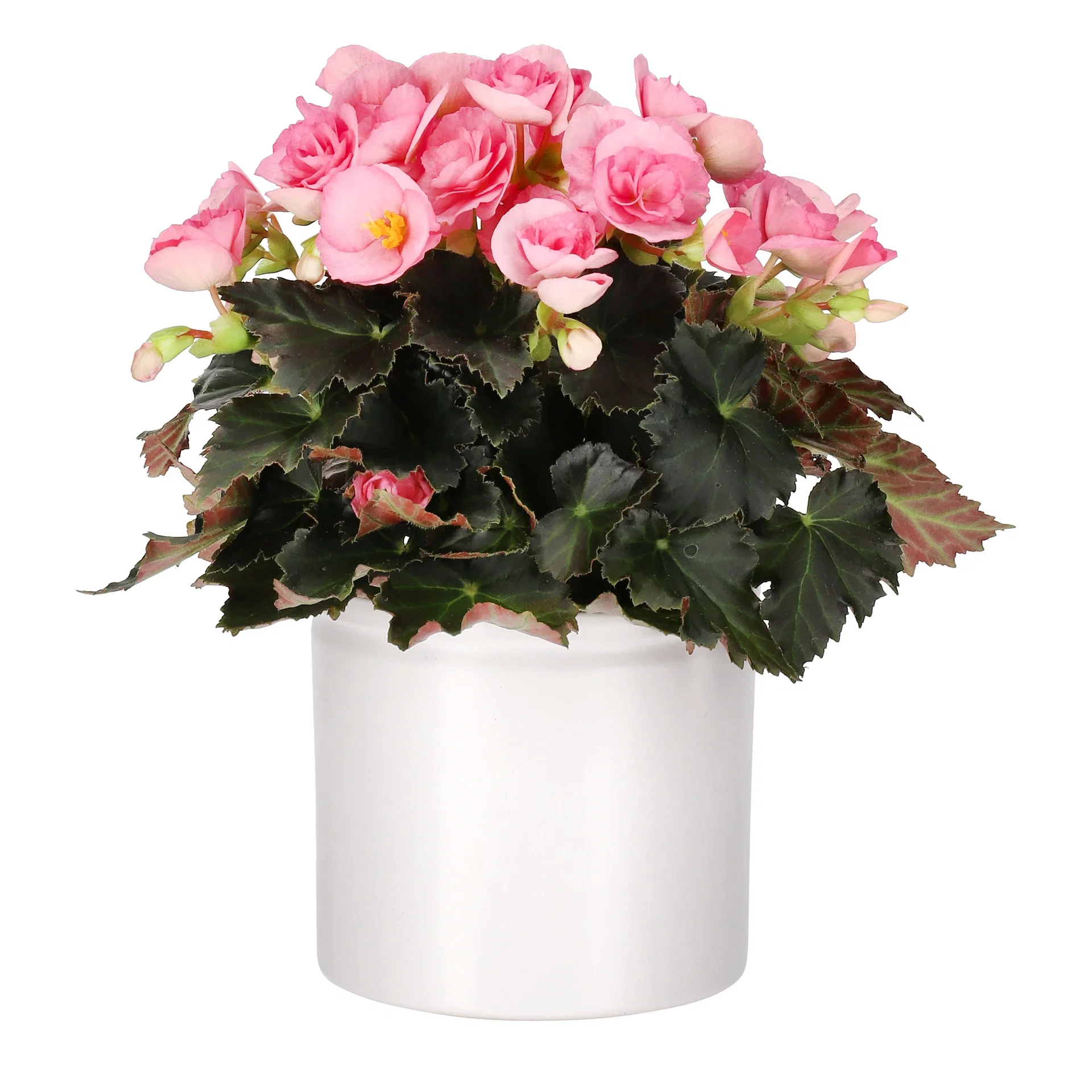 Begonia