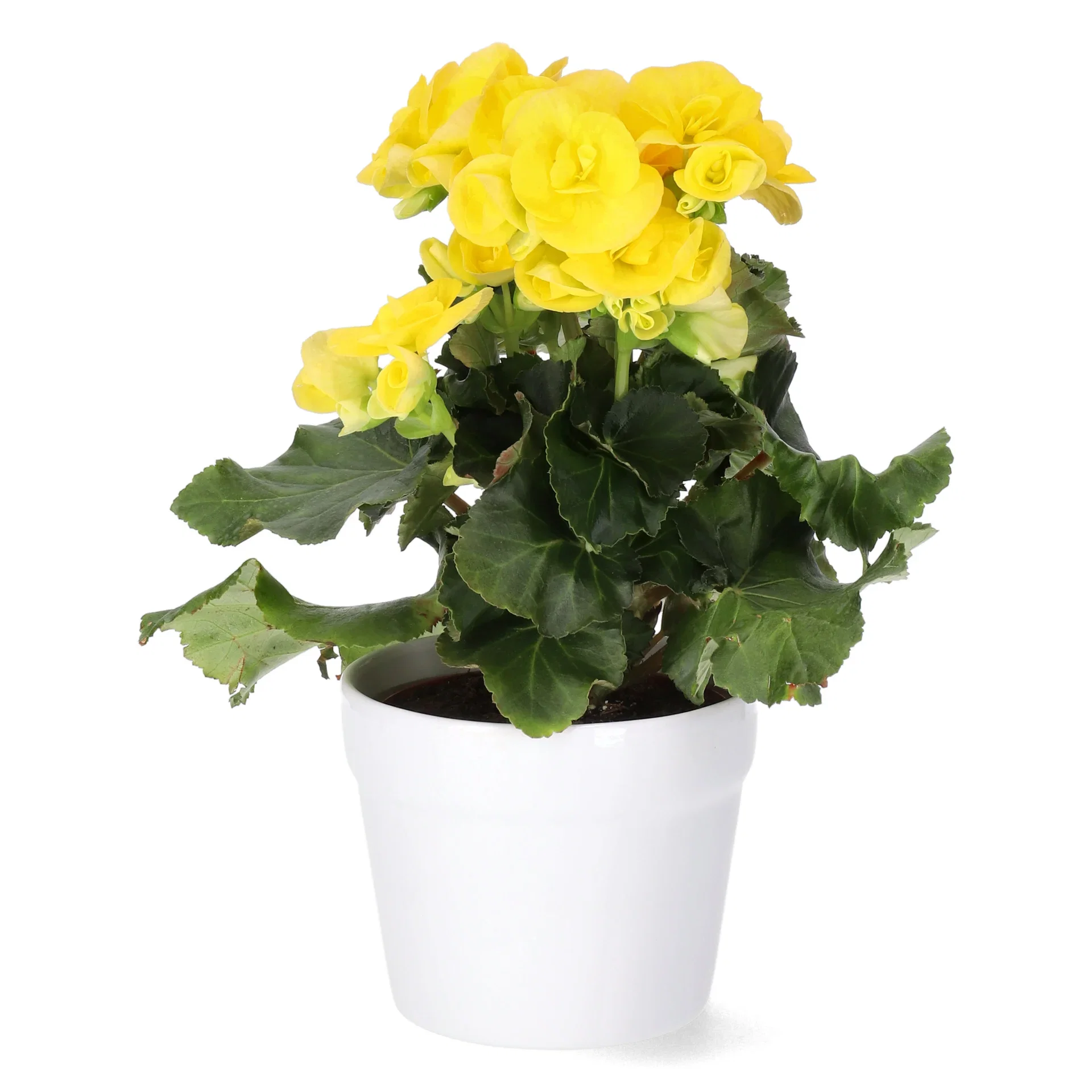 Begonia