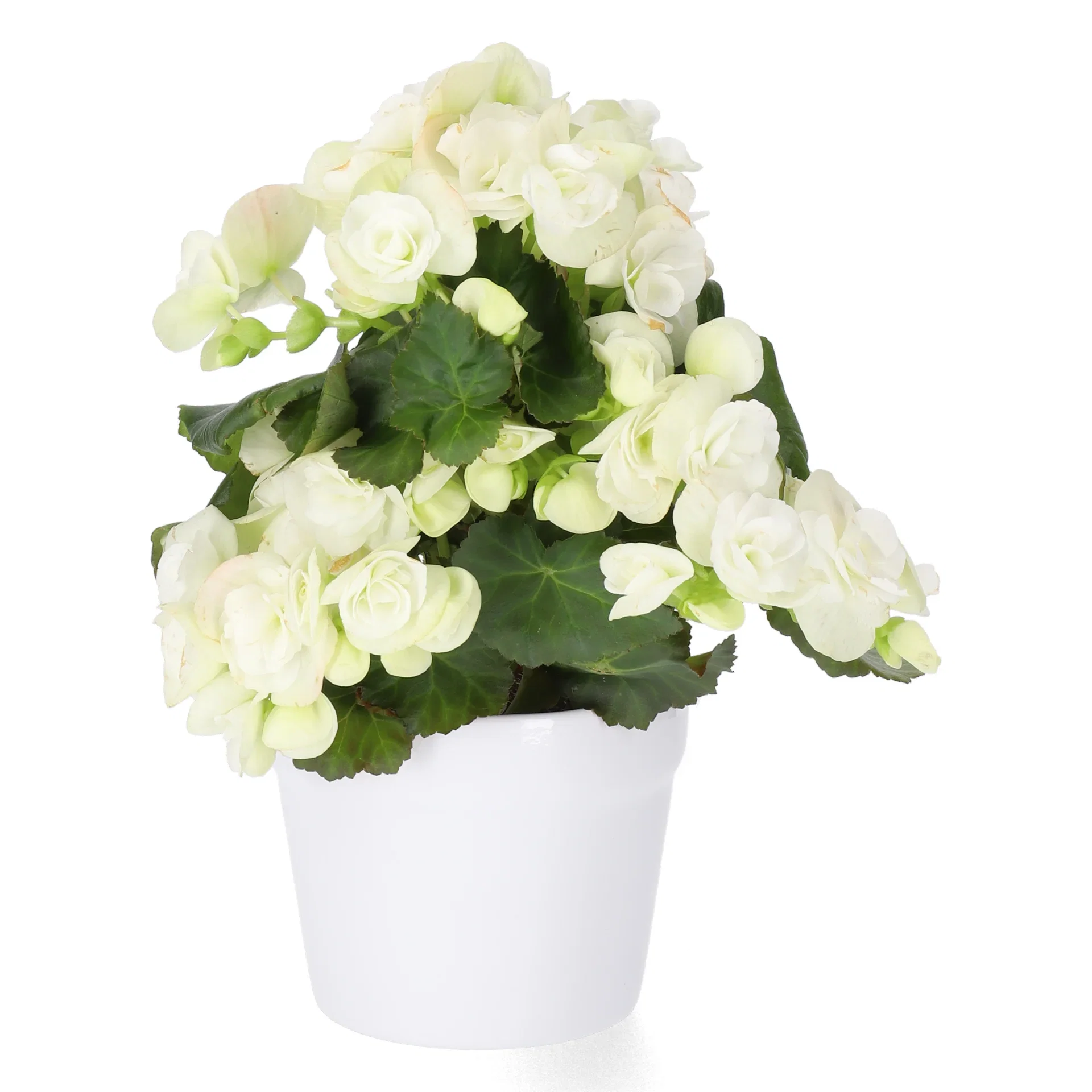 Begonia White 12cm
