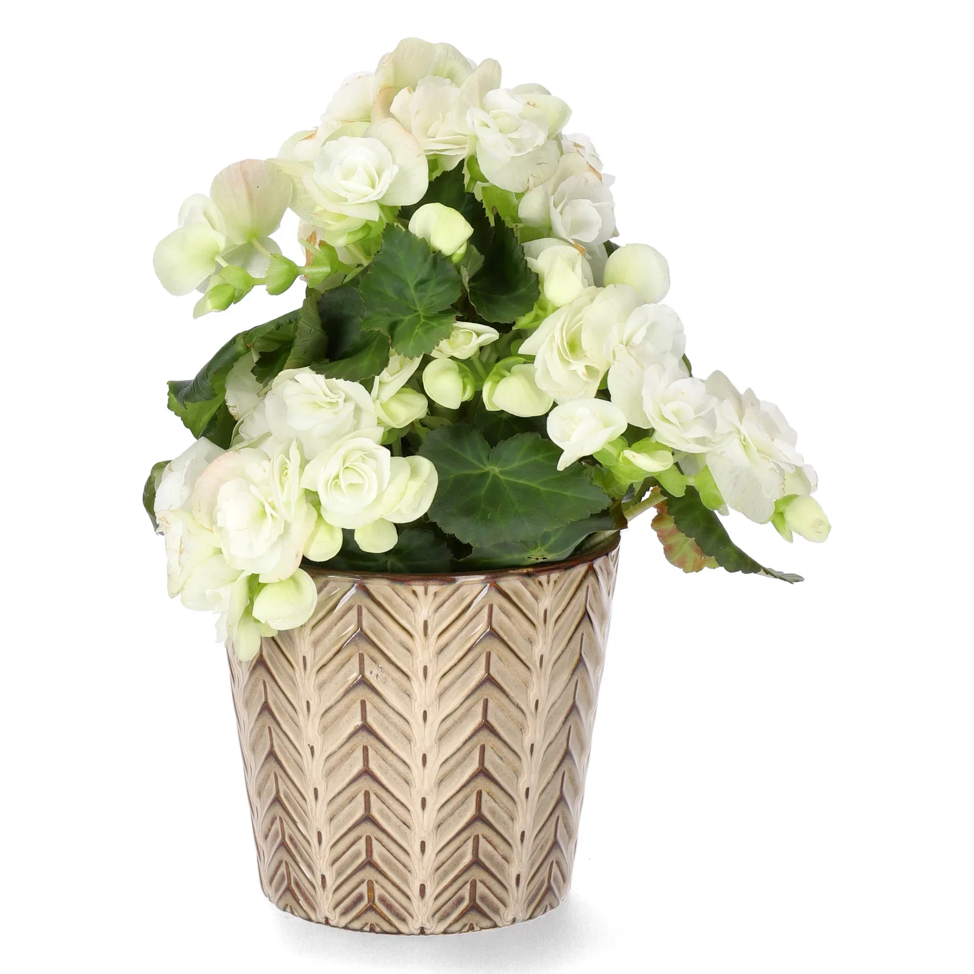 Begonia White 12cm