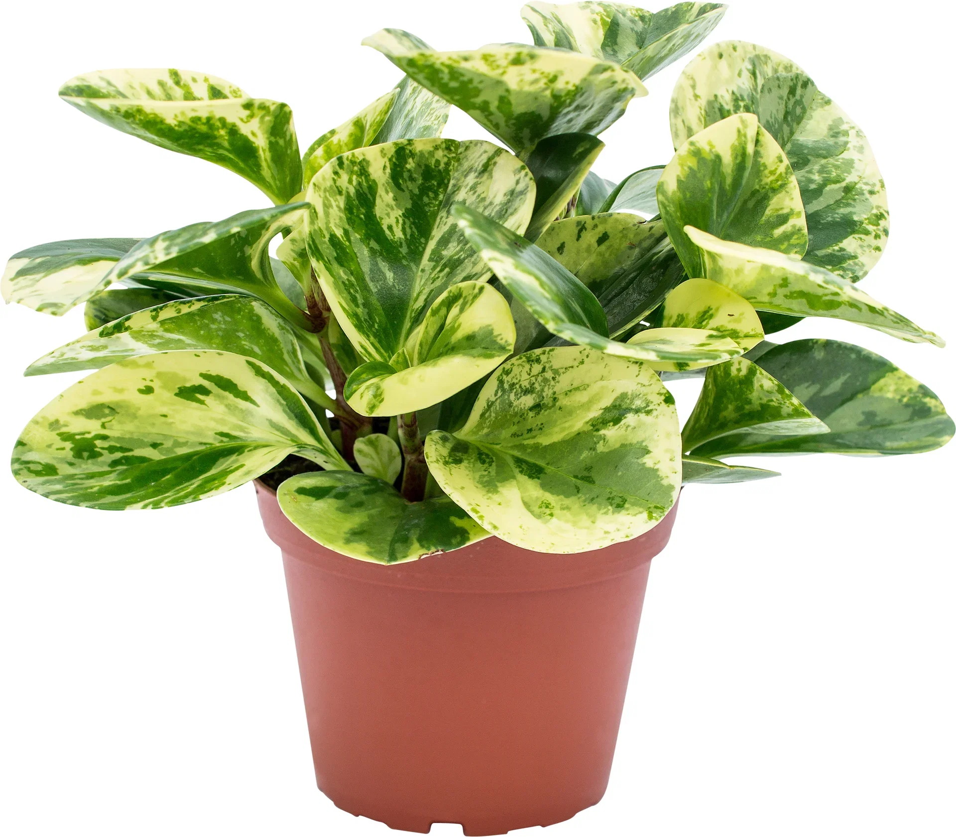 Peperomia obstusifolia 'Green Gold'