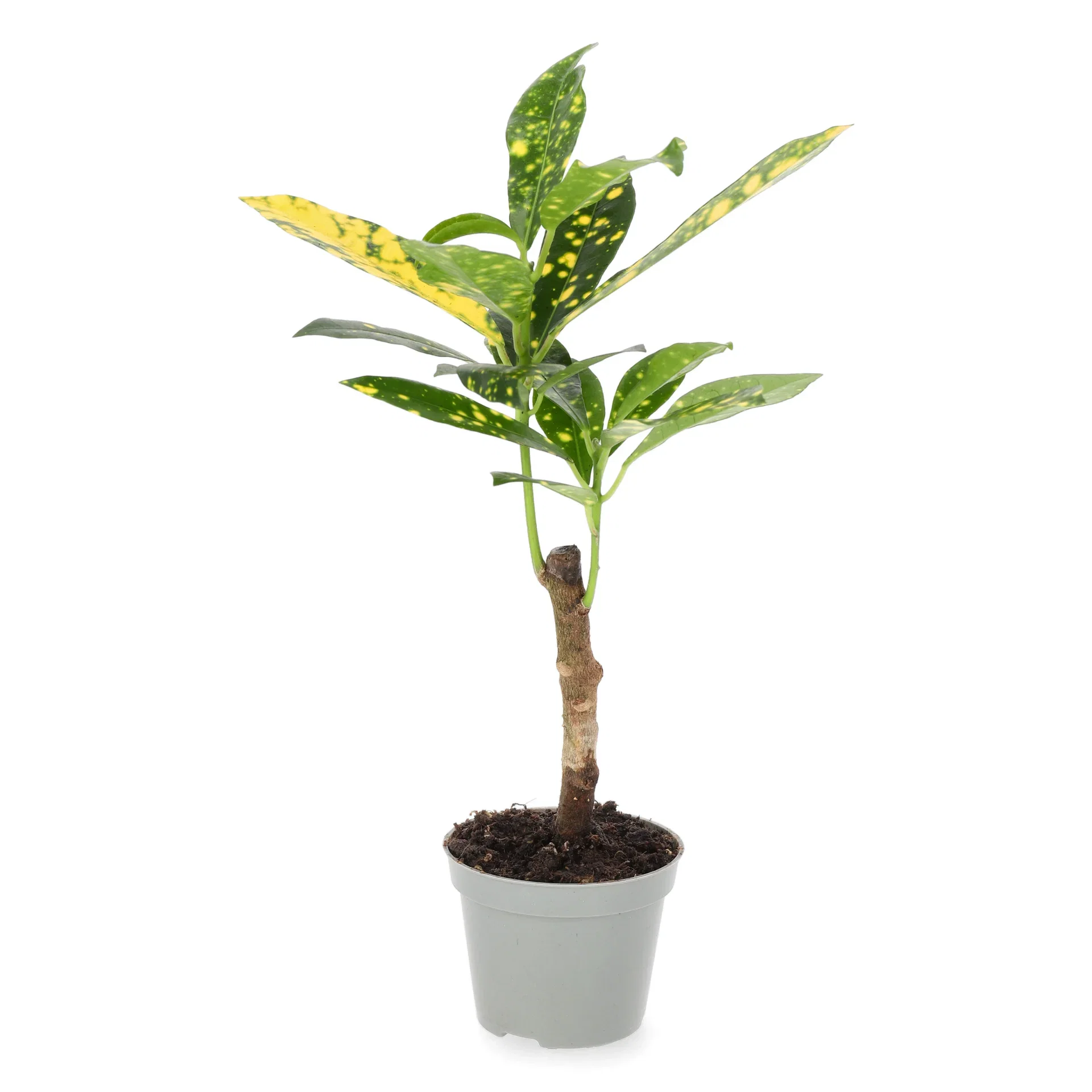 Codiaeum 'Aucubaefolia' 6 cm