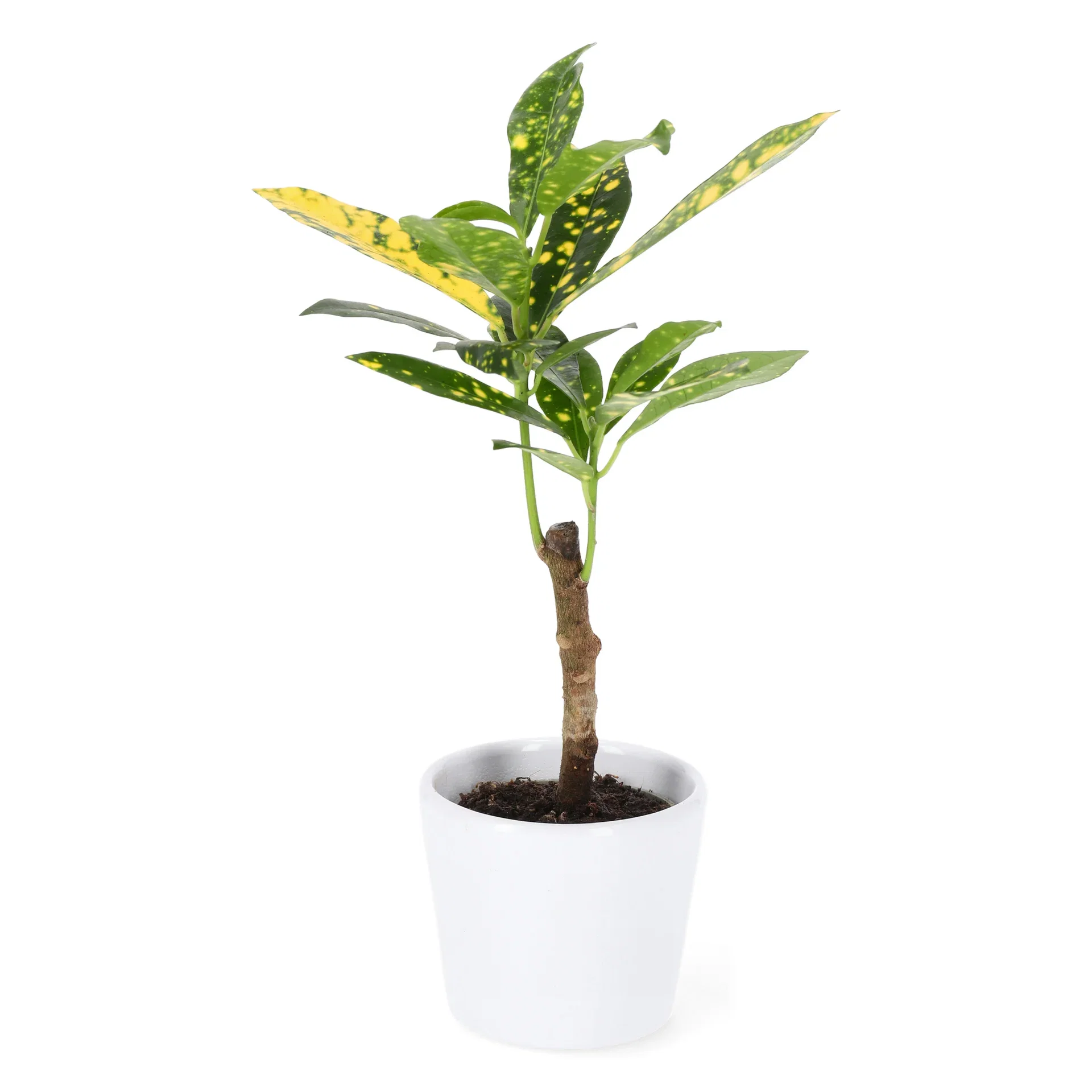 Codiaeum 'Aucubaefolia' 6 cm