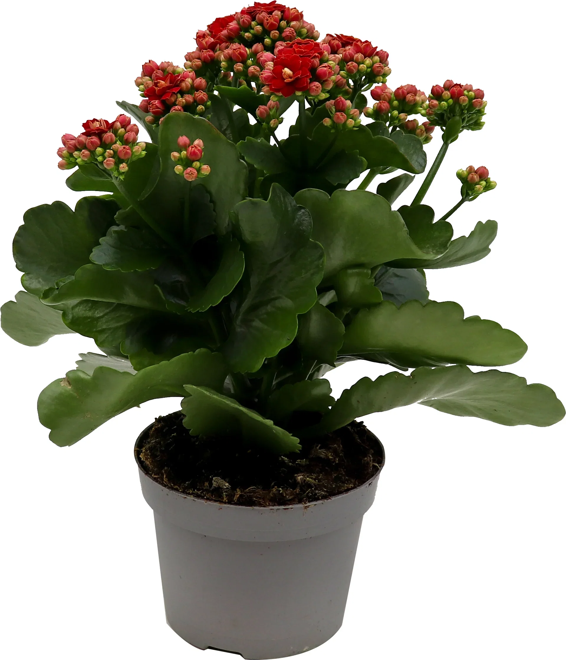 Kalanchoe