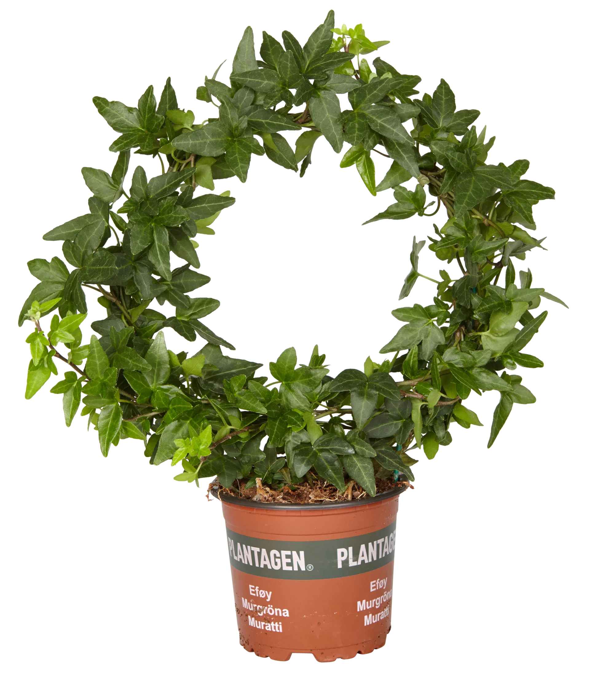 Hedera helix big bow 12 cm