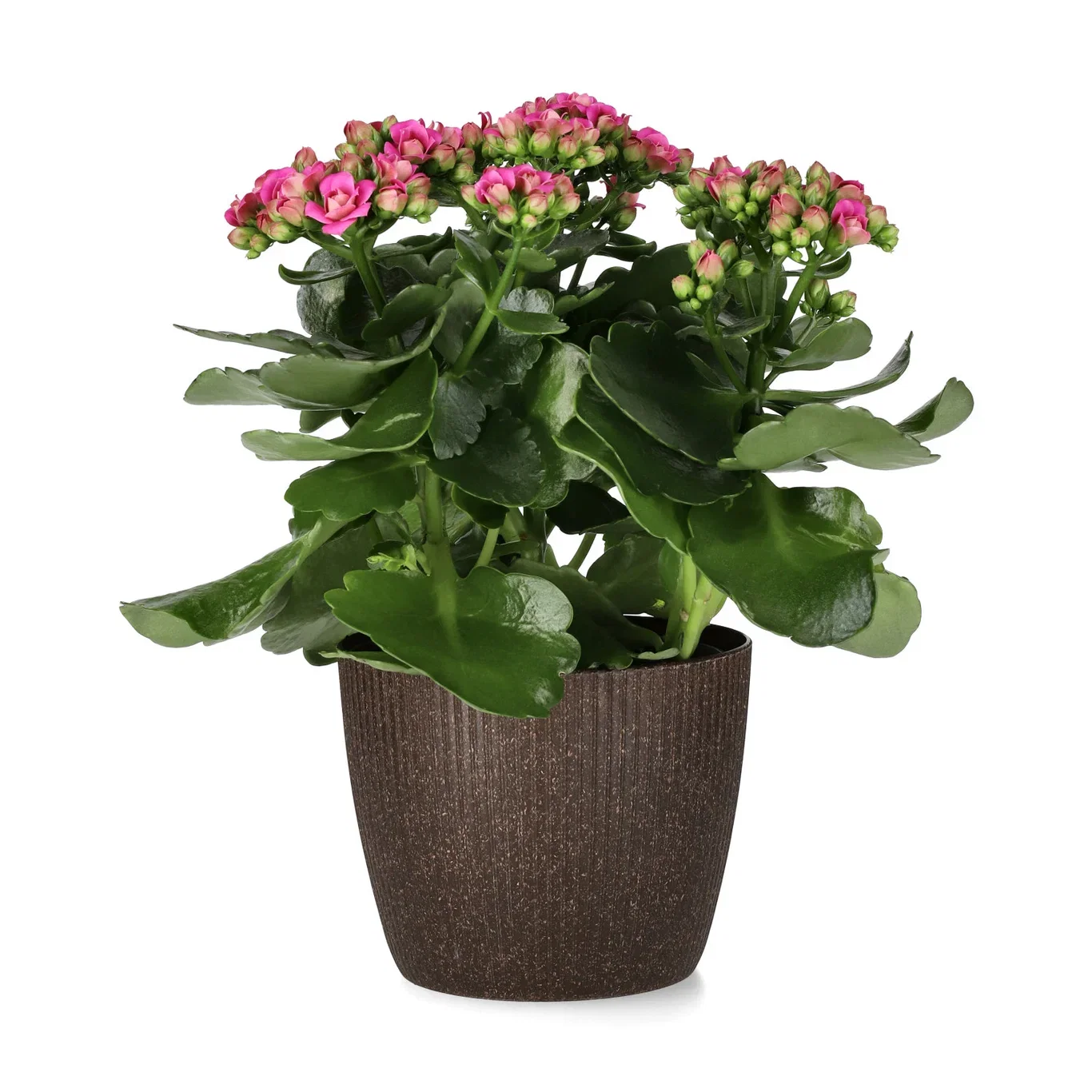 Kalanchoe