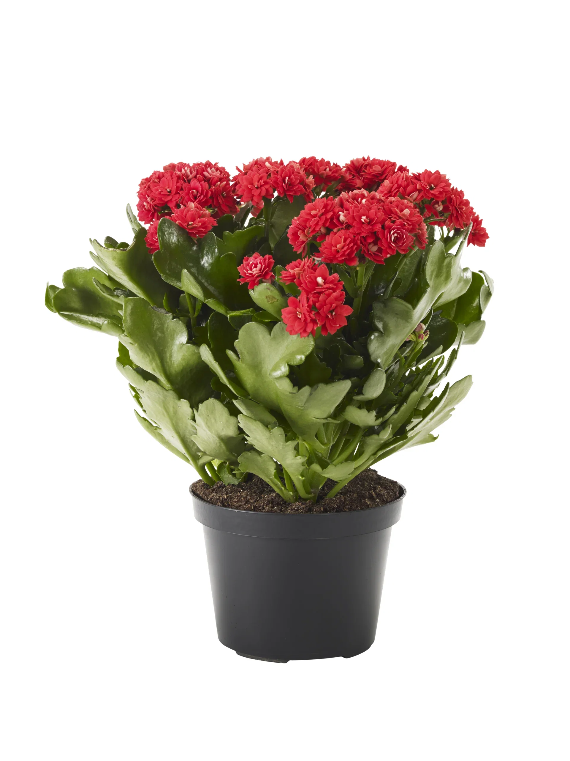 Kalanchoe Maxi Red 14 cm